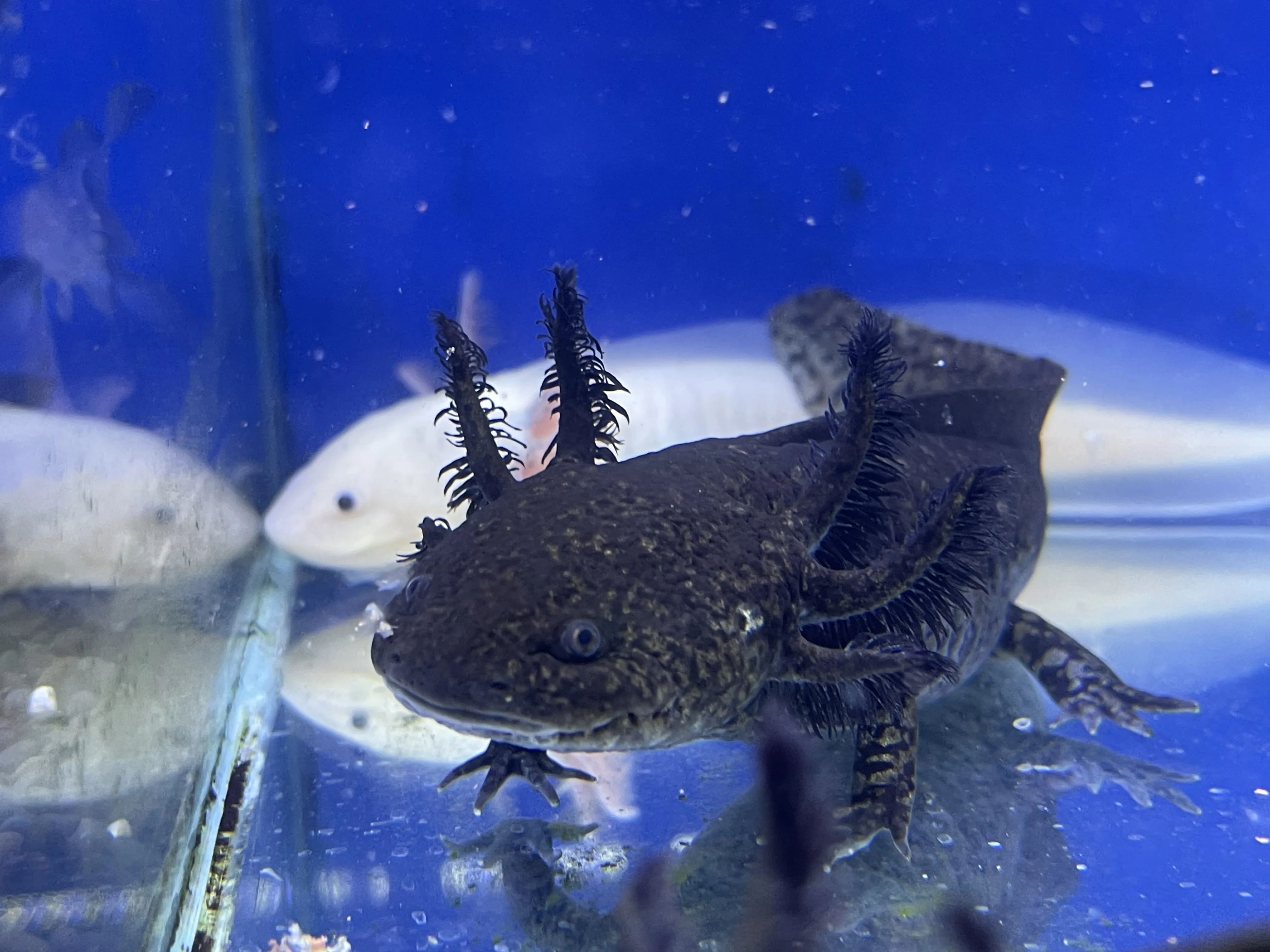 Placeholder image for Axolotl close-up