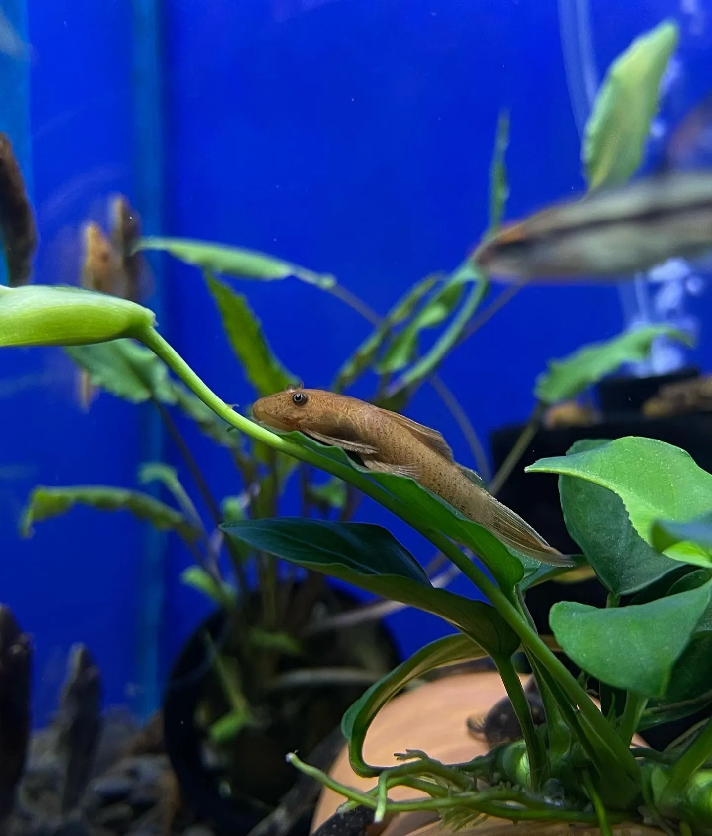 Bristlenose Pleco, known for its distinctive whisker-like bristles