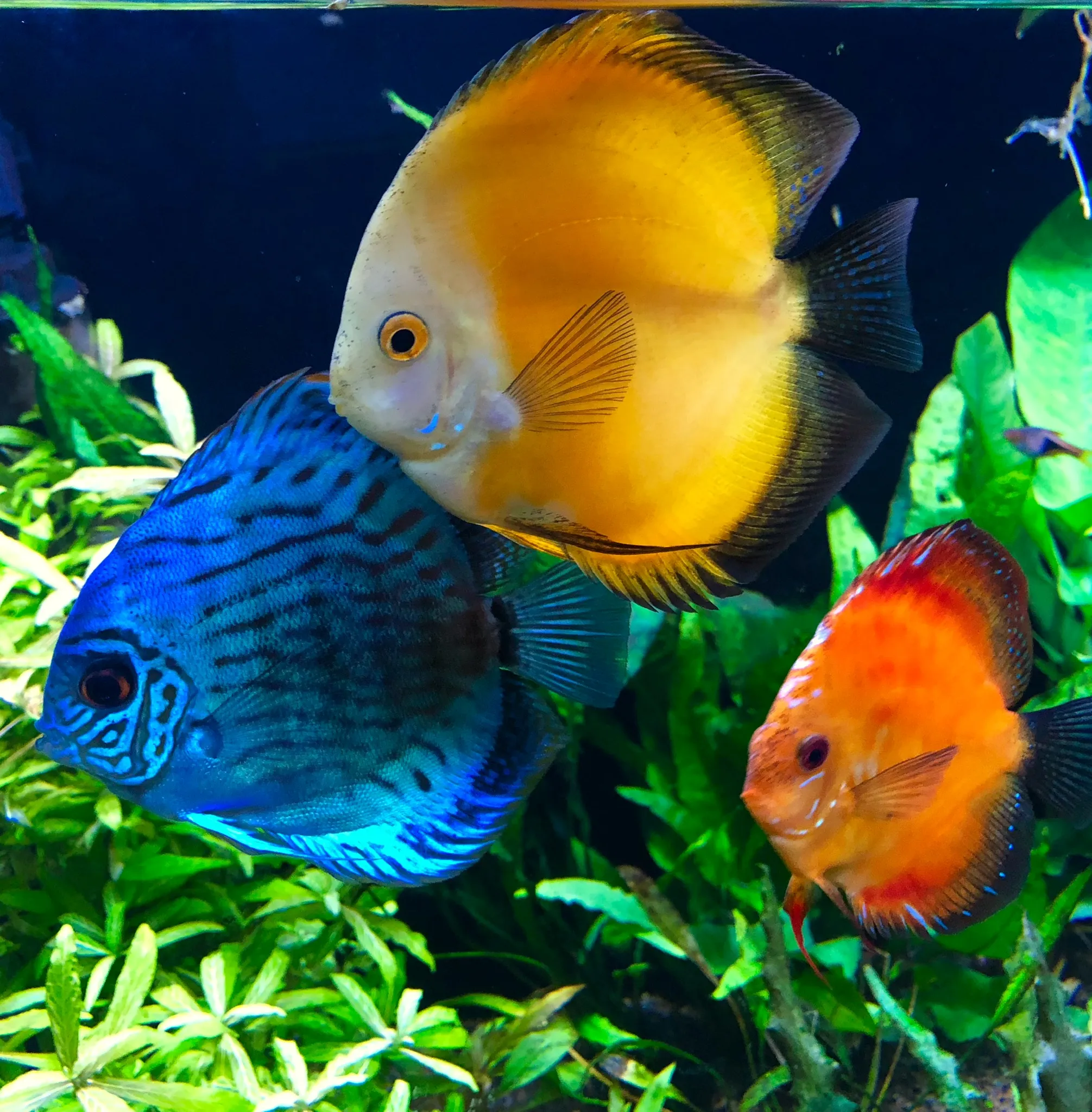 Fancy Discus - Premium Discus Fish for sale