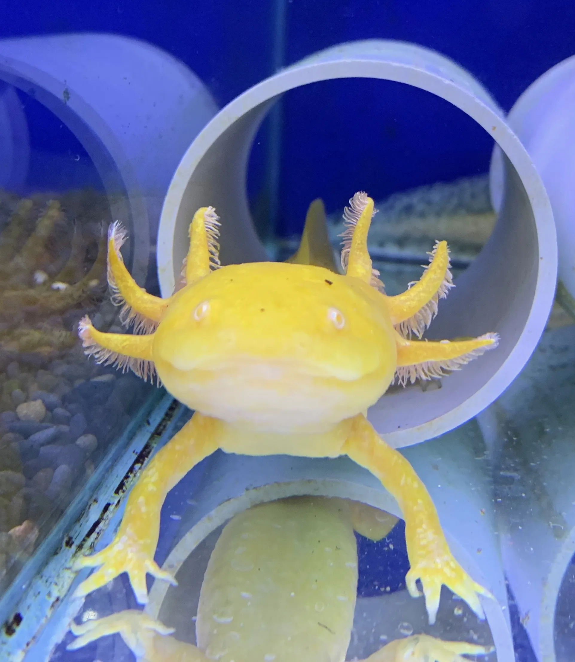 Placeholder image for Axolotl with feathery gills