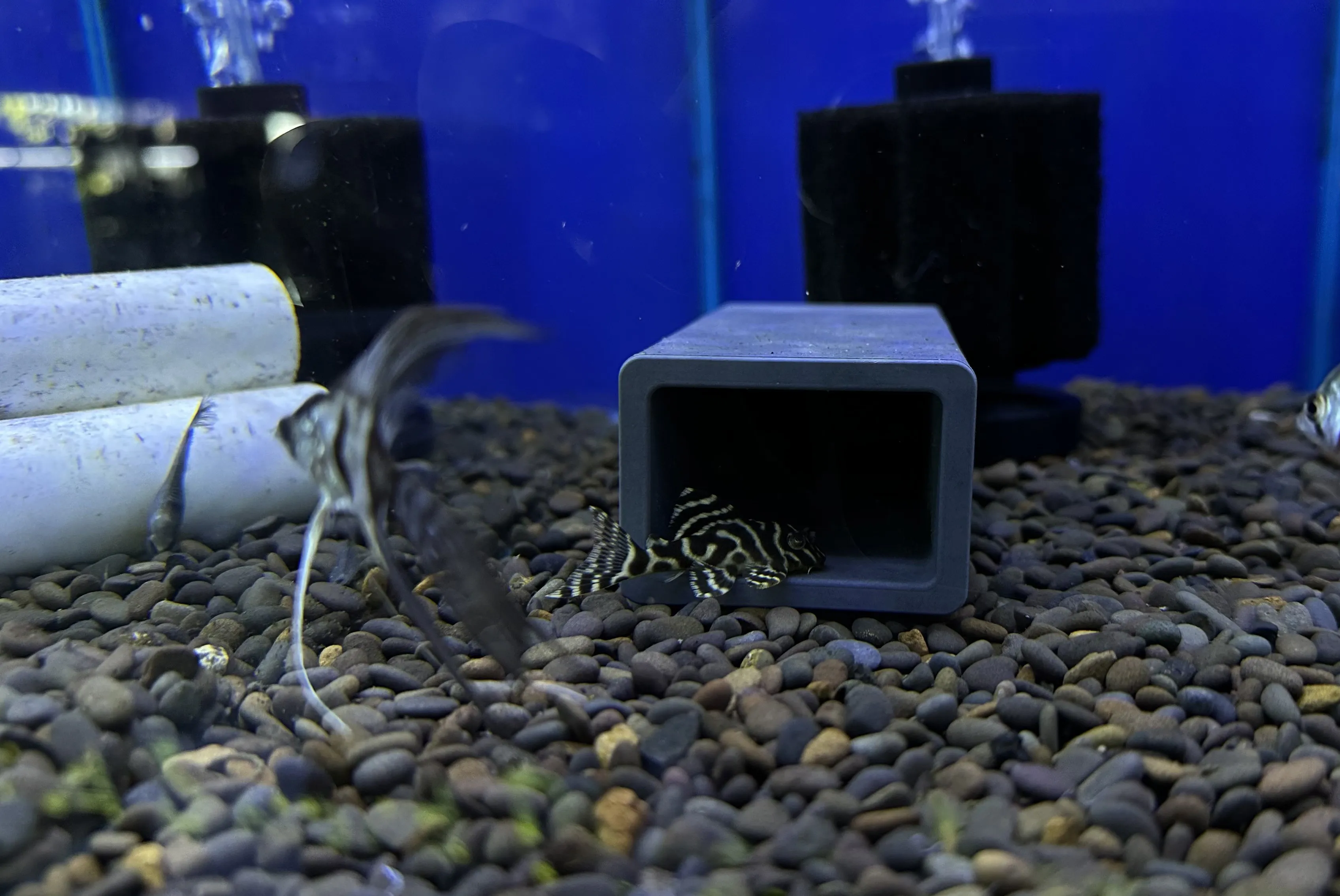 L333 Pleco, a popular species of plecostomus known for its striking patterns