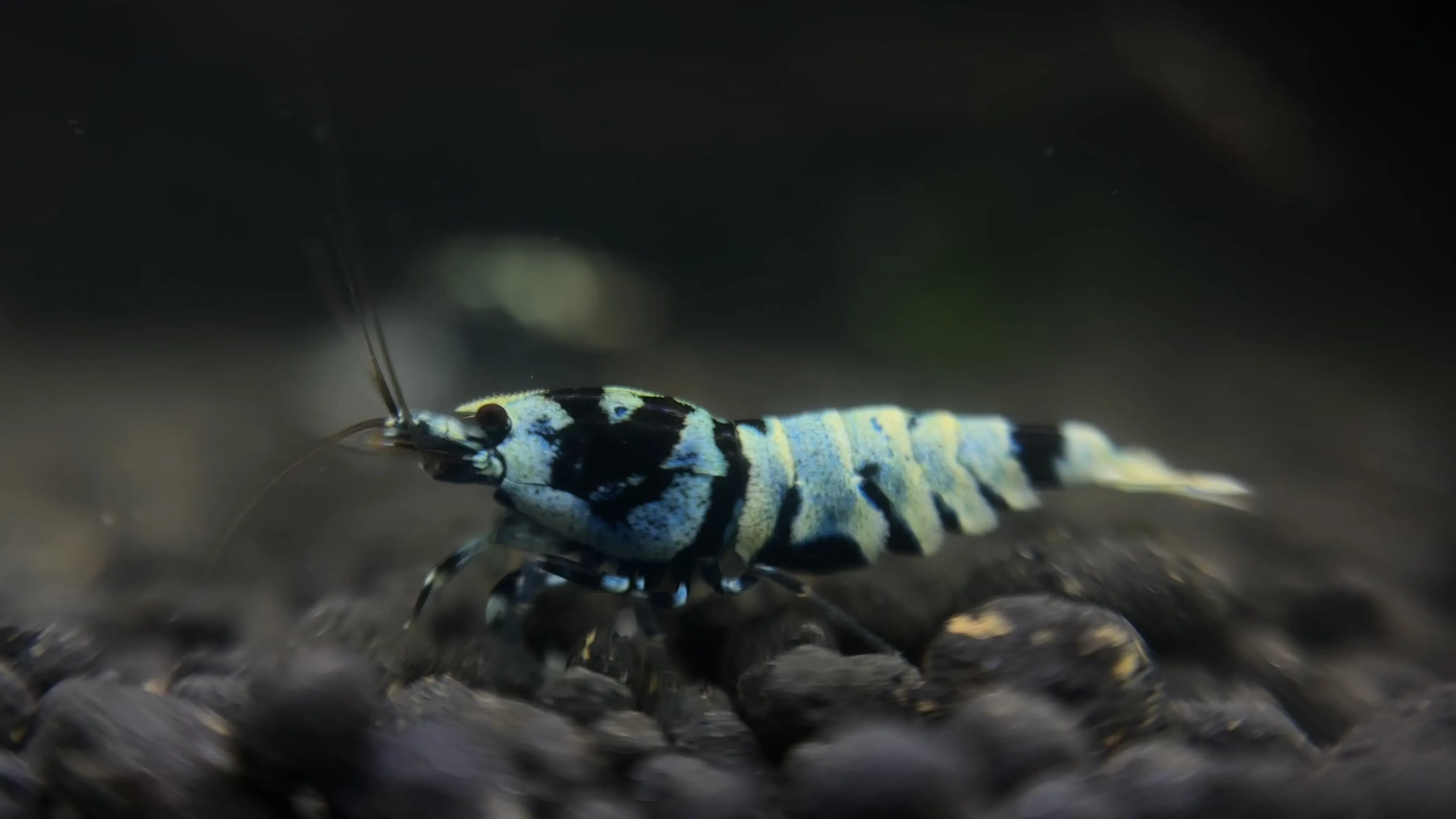 Galaxy Tiger Shrimp with unique coloration