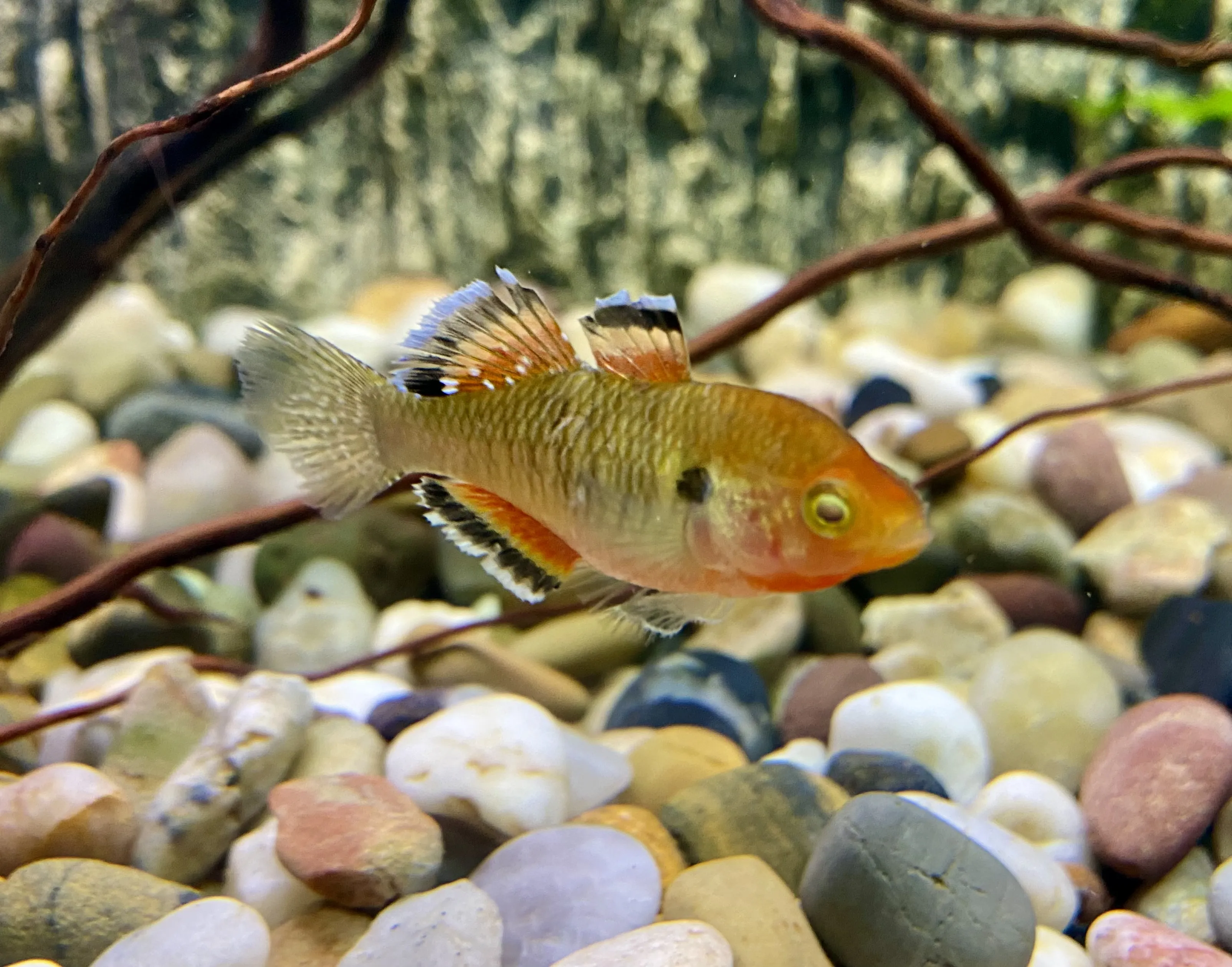 Placeholder image for Rainbow Fish swimming