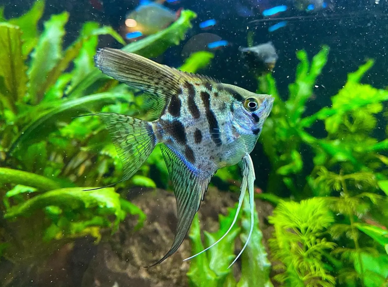 Clown Angelfish vibrant species for tropical aquariums
