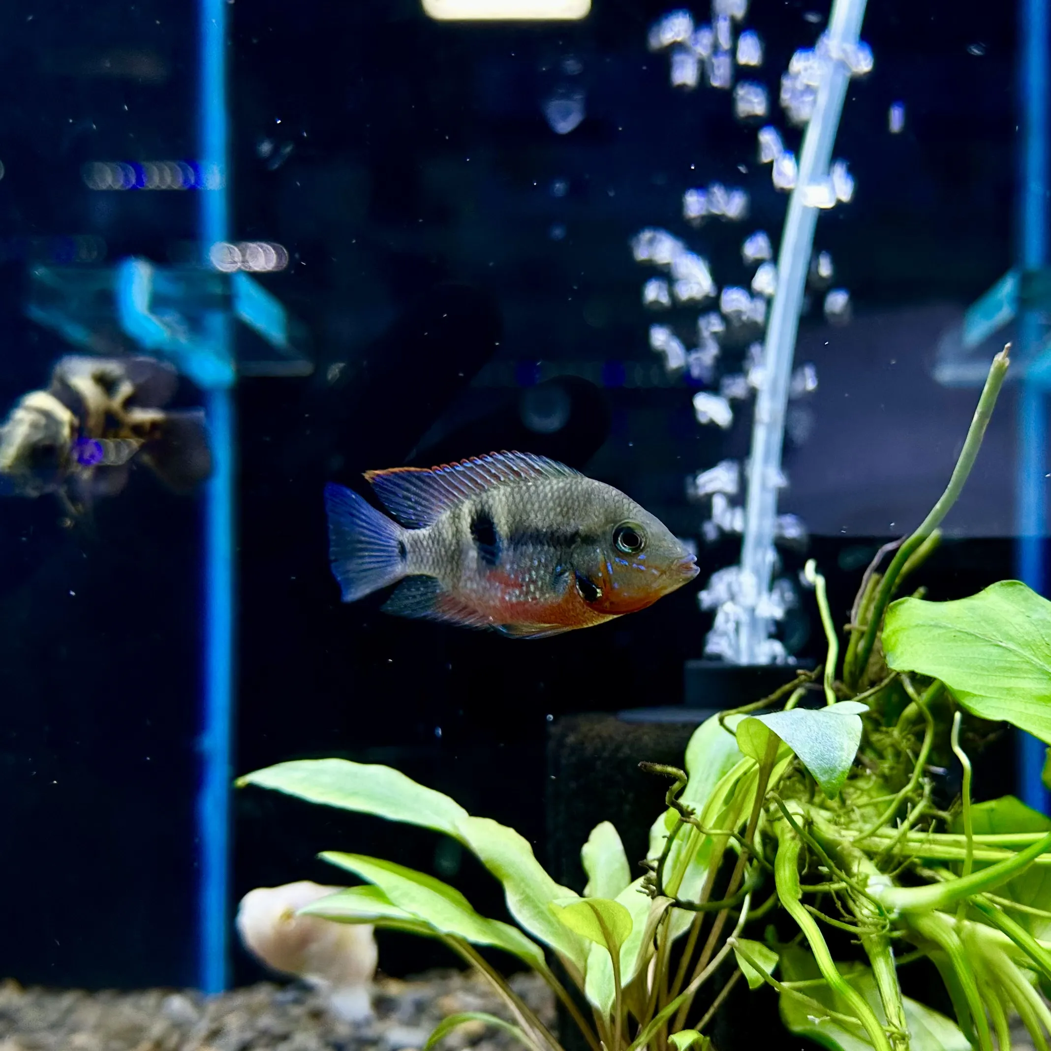 Placeholder image for American Cichlids