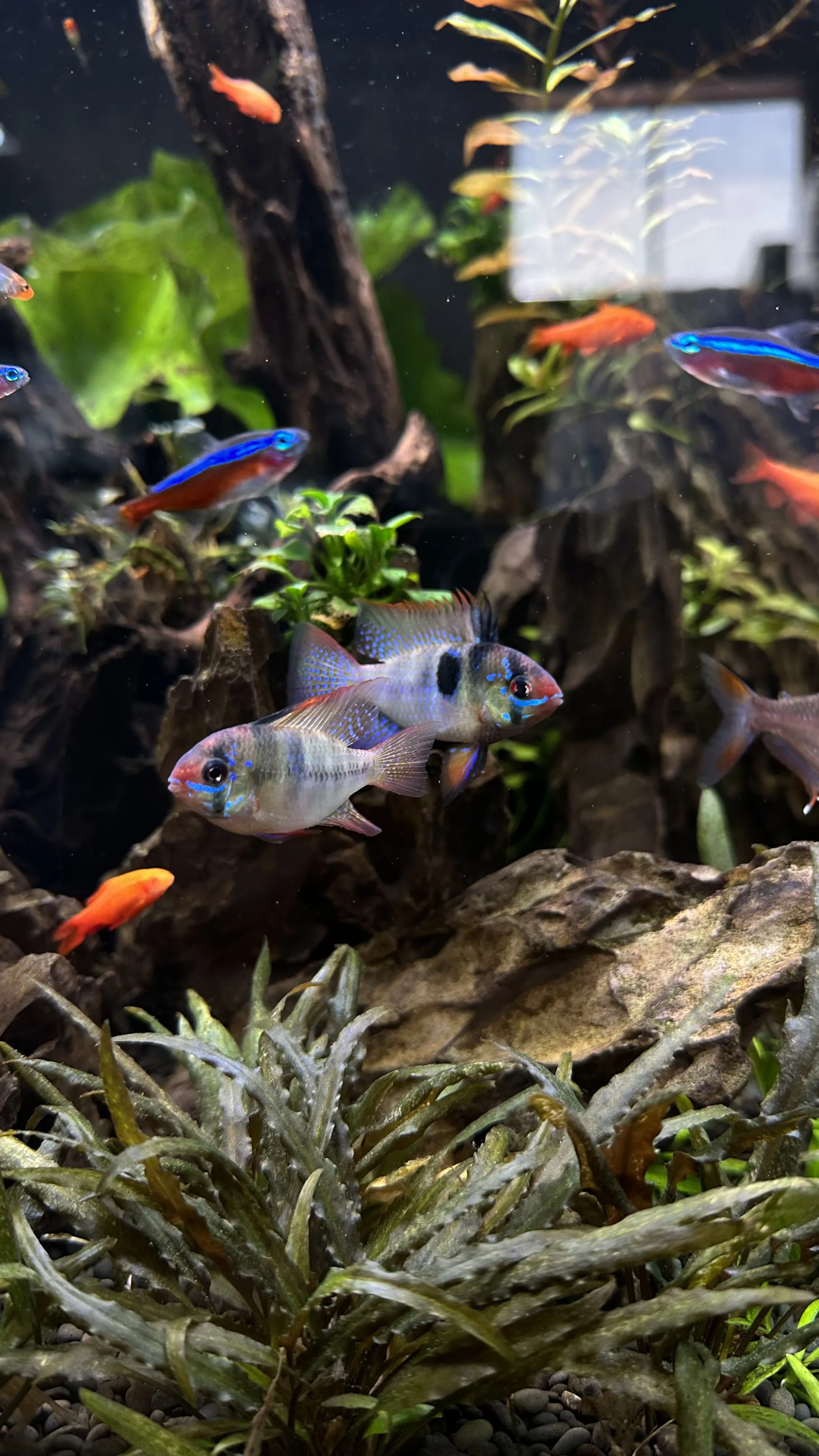 German Blue Ram freshwater fish ideal for tropical aquariums