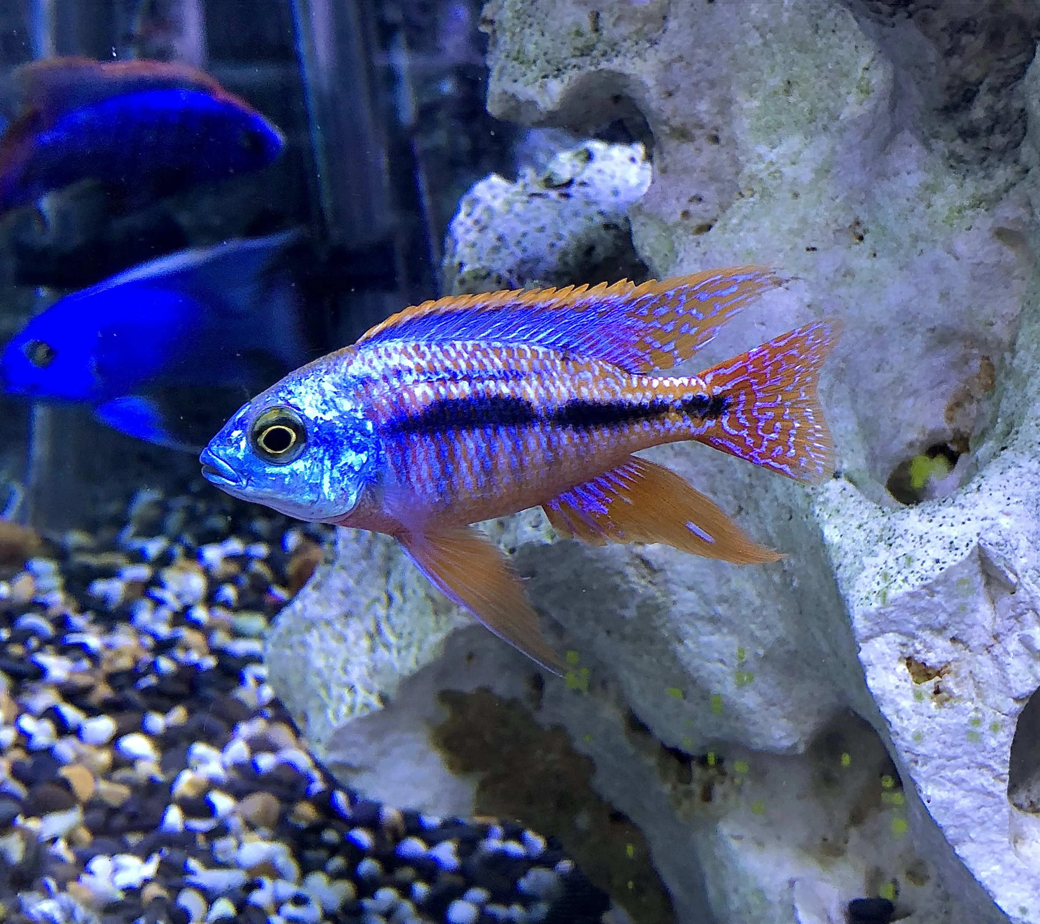 African Cichlid in aquarium setting