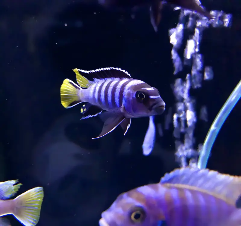 African Cichlid displaying unique patterns