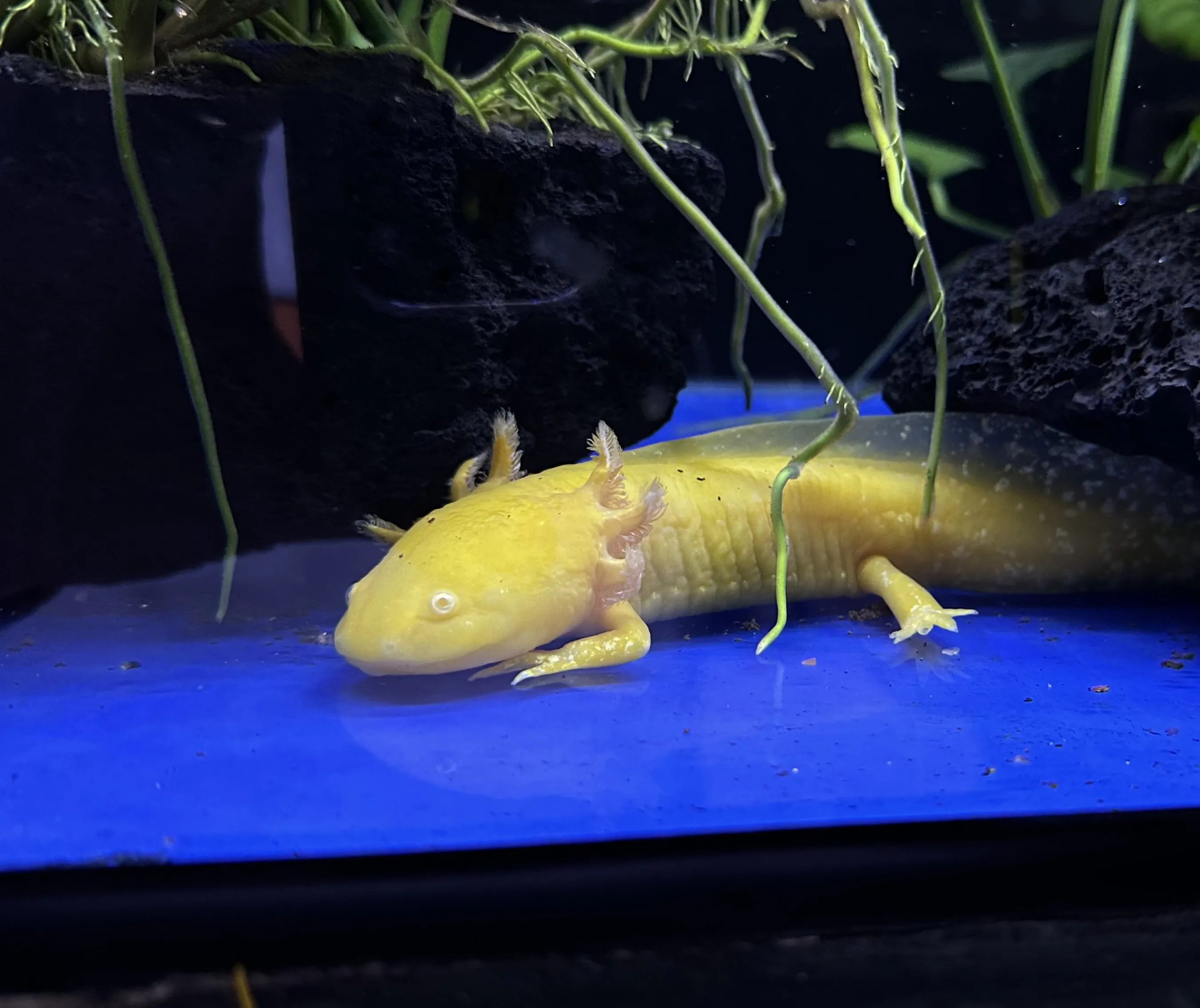 Placeholder image for Axolotl in aquarium