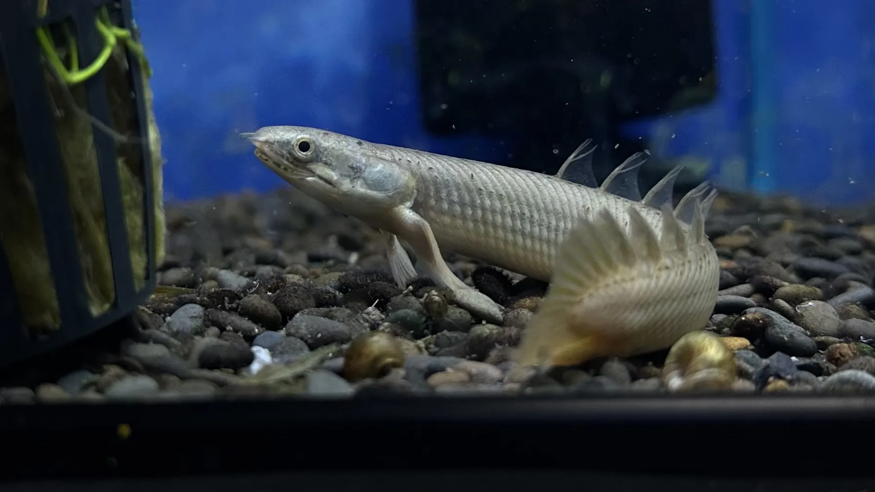 Bichir tropical fish for freshwater aquariums