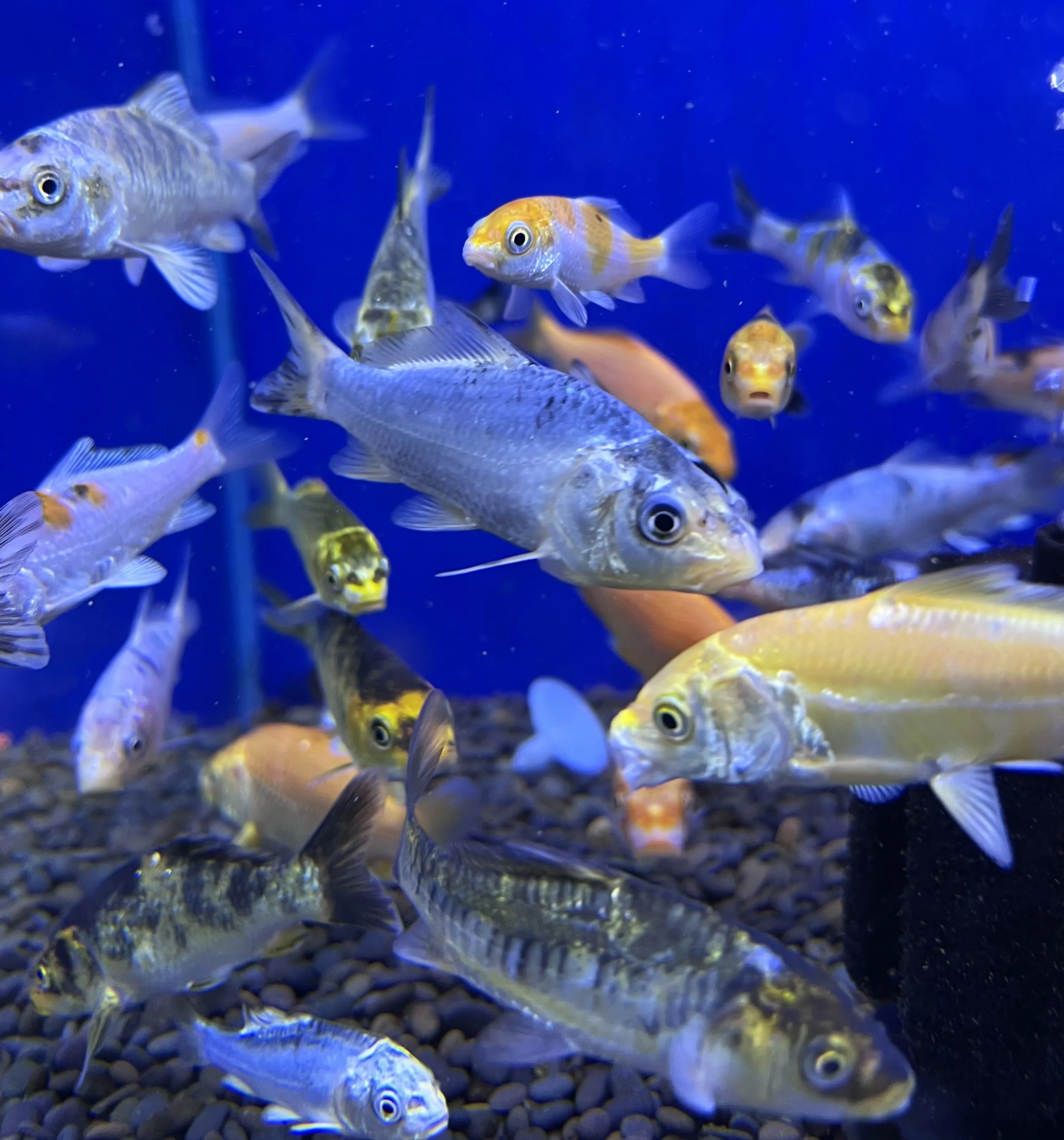Placeholder image for a serene Koi pond