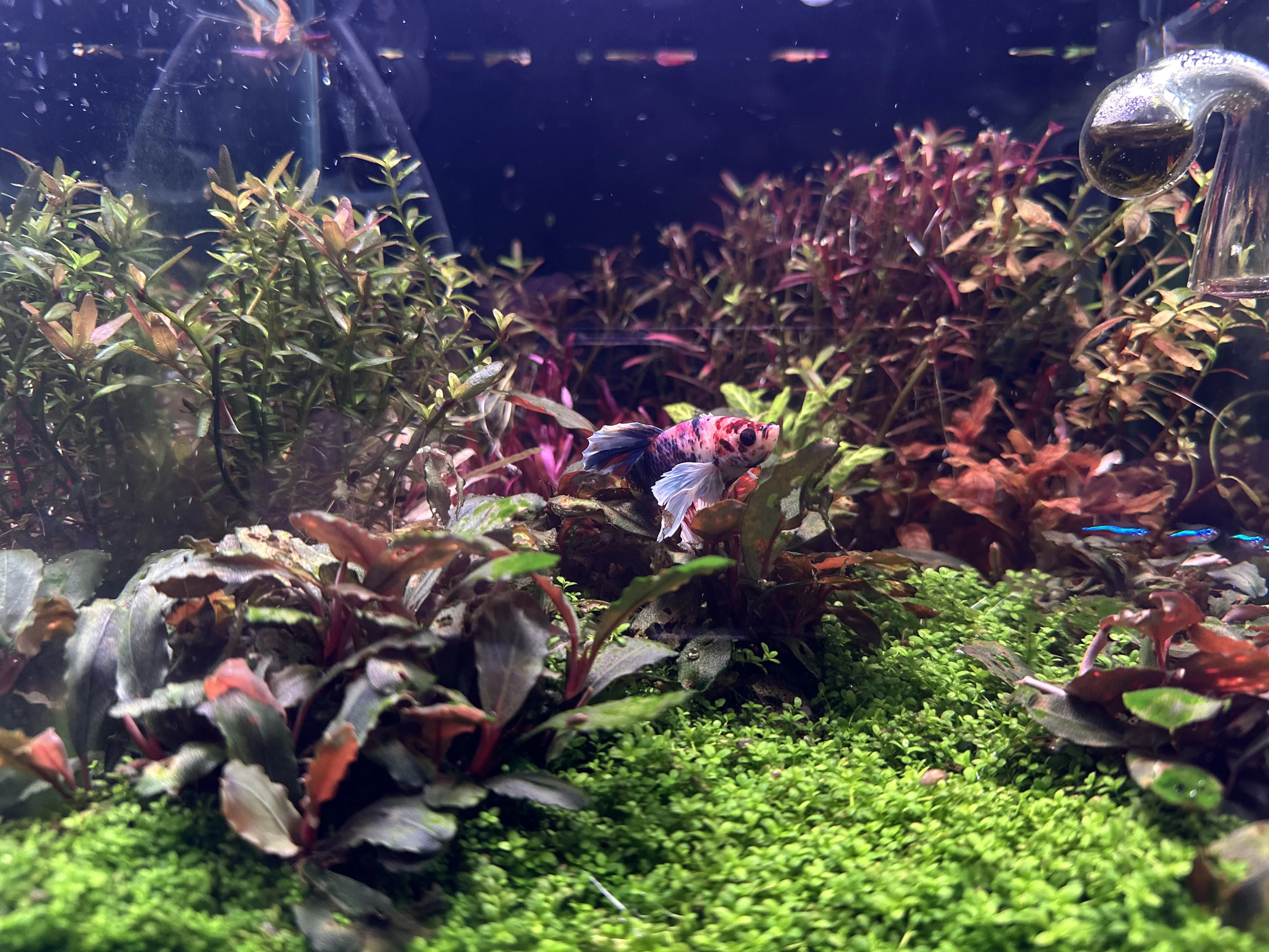 Elephant Ear Betta with unique fins