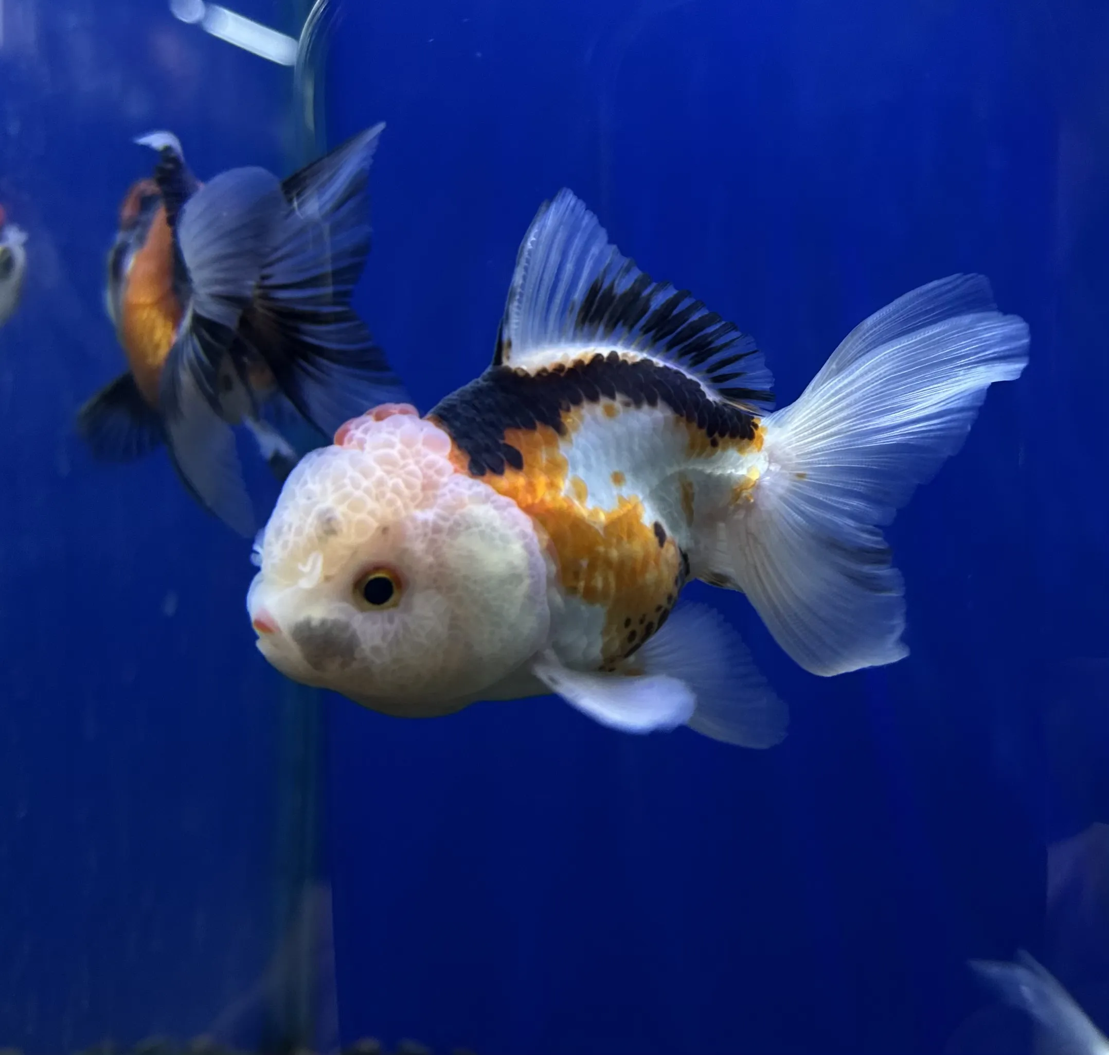 Oranda Goldfish with elegant features