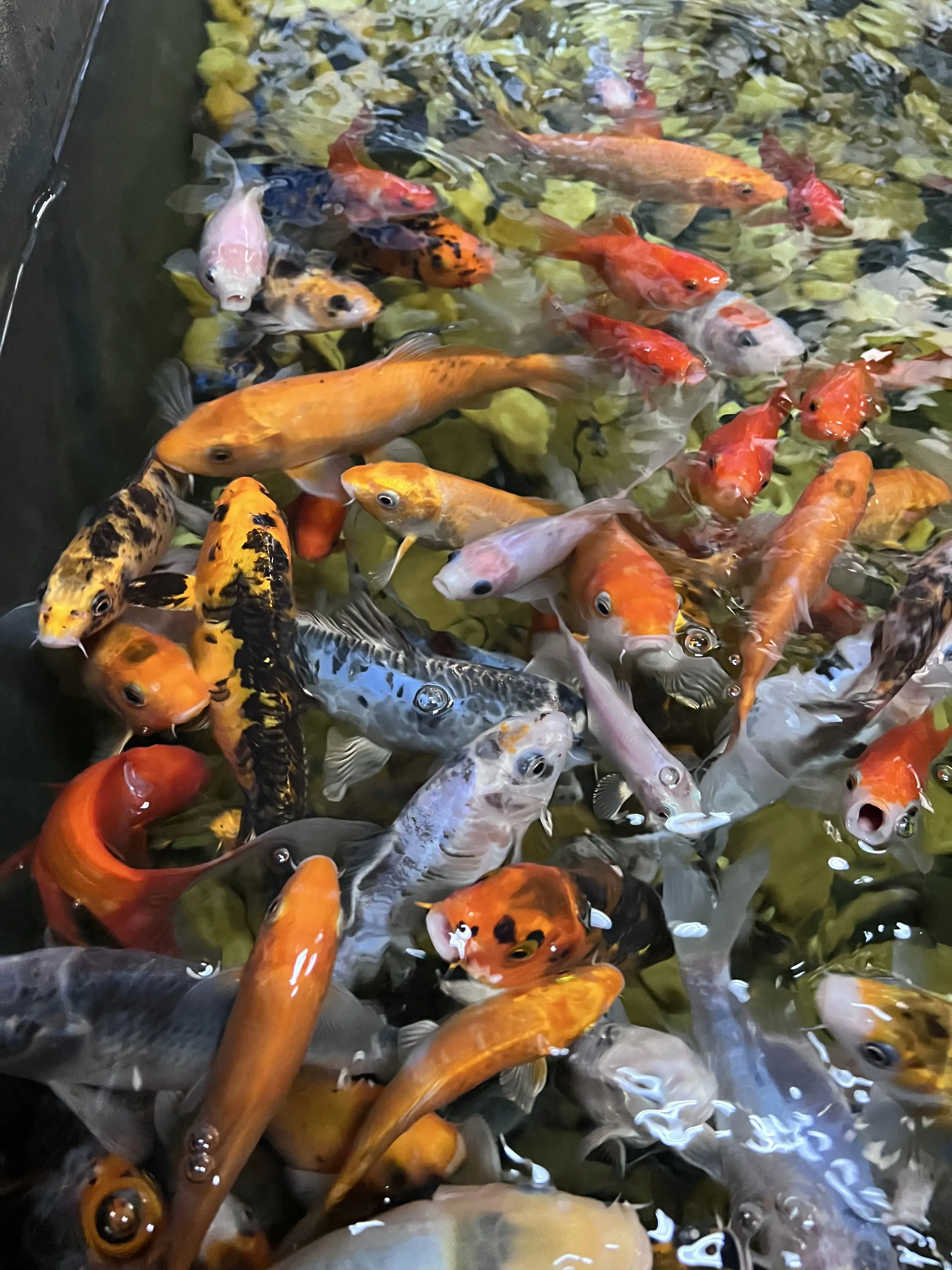 Placeholder image for vibrant Koi colors