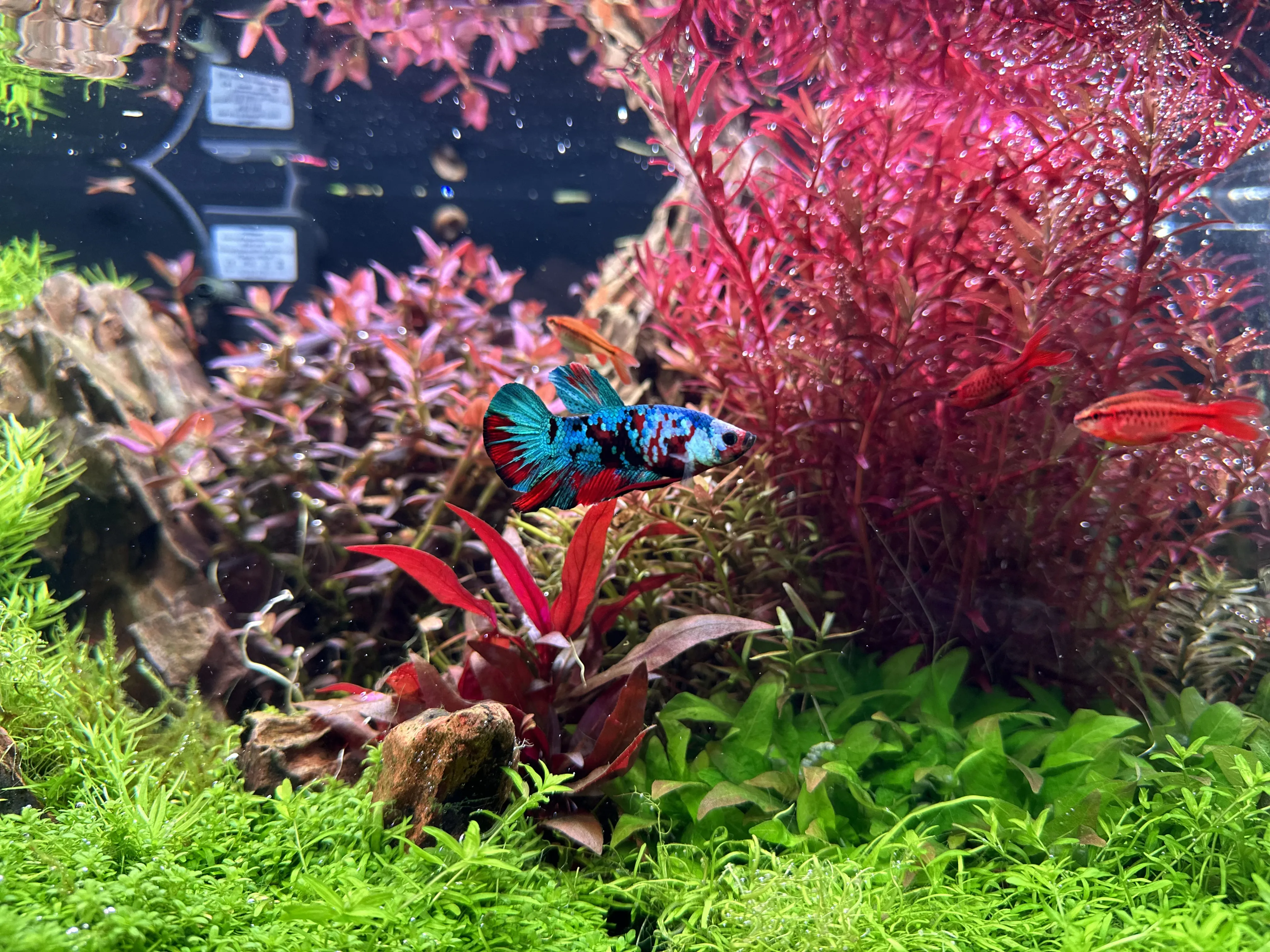 Display Betta fish with bold colour patterns