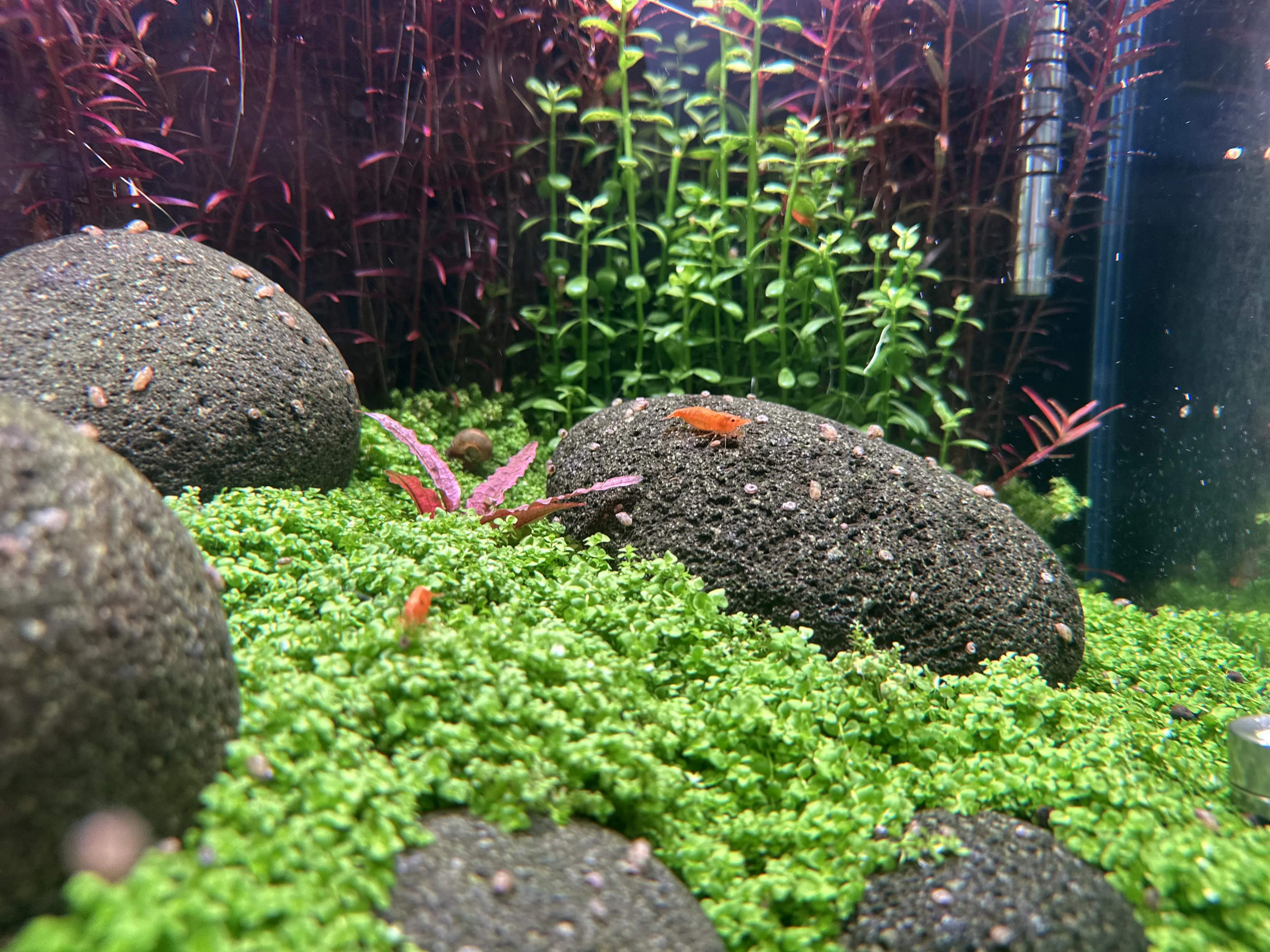 Yellow Cherry Shrimp with vibrant yellow color