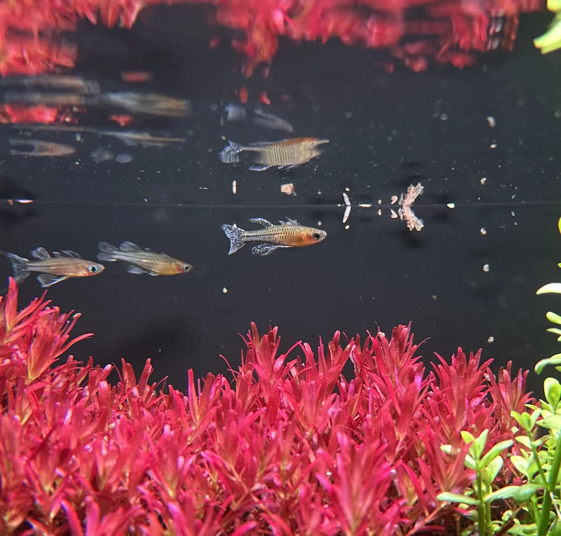 Rainbow Fish with vibrant iridescent colors