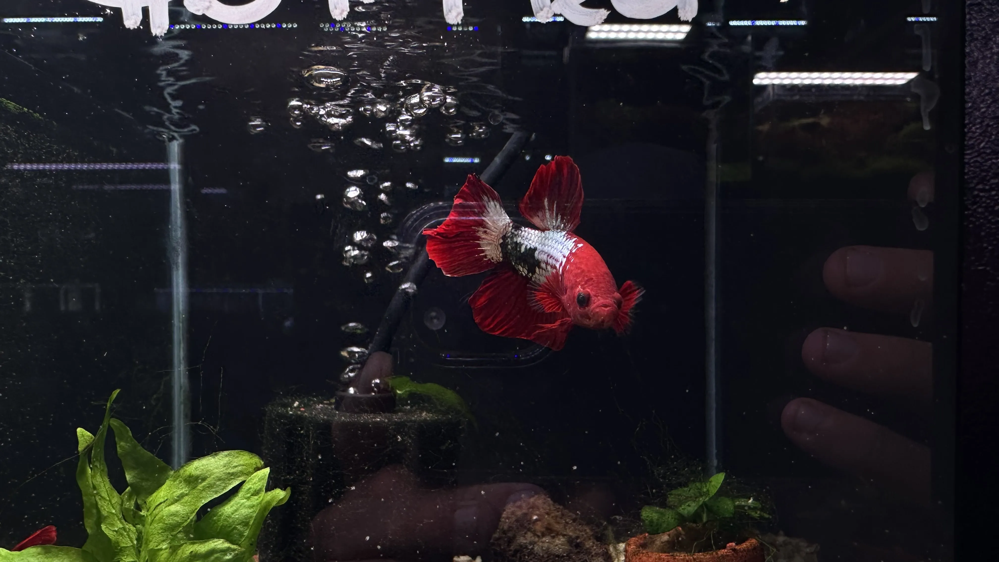 Display Plakat Betta with stunning colours