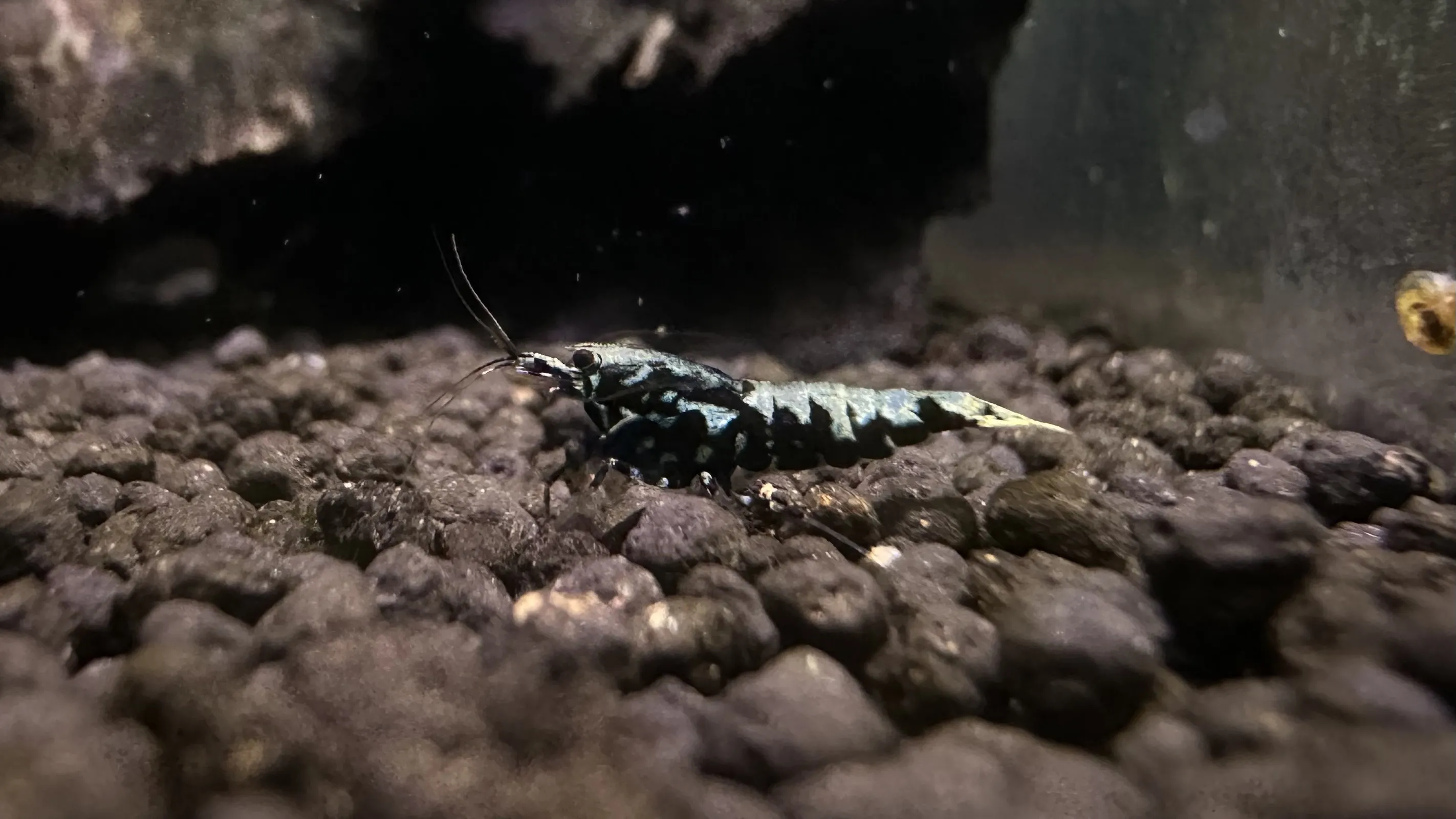 Black Galaxy Shrimp with distinct markings