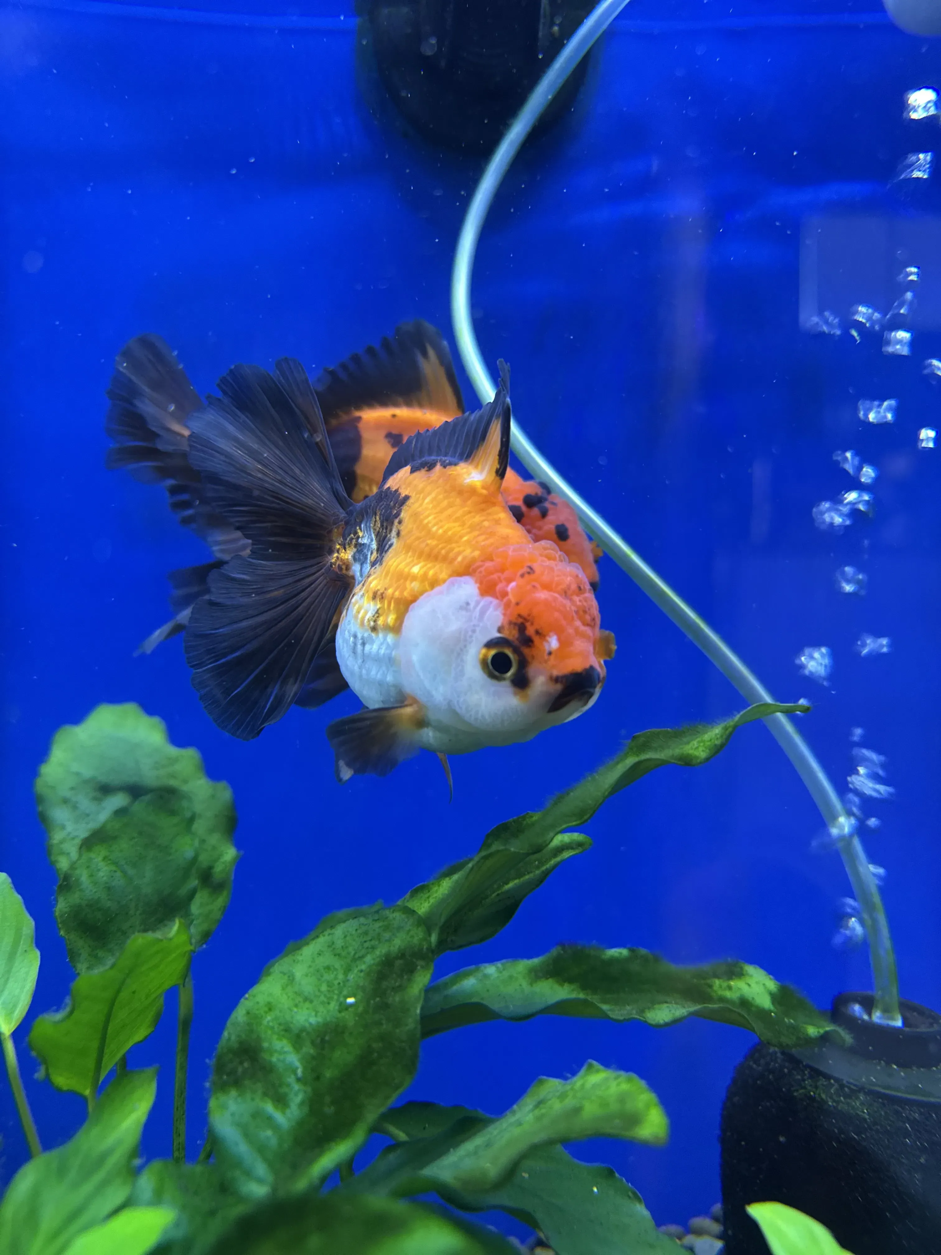 RoseTail Oranda Goldfish in motion