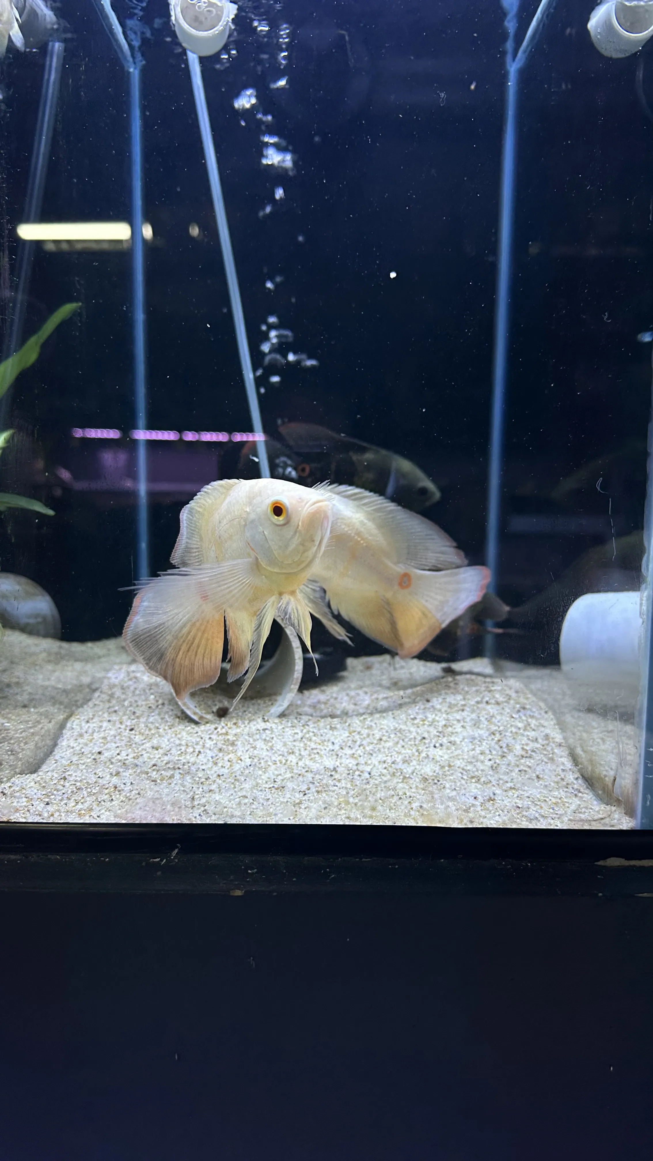 Longfin Oscar American Cichlid