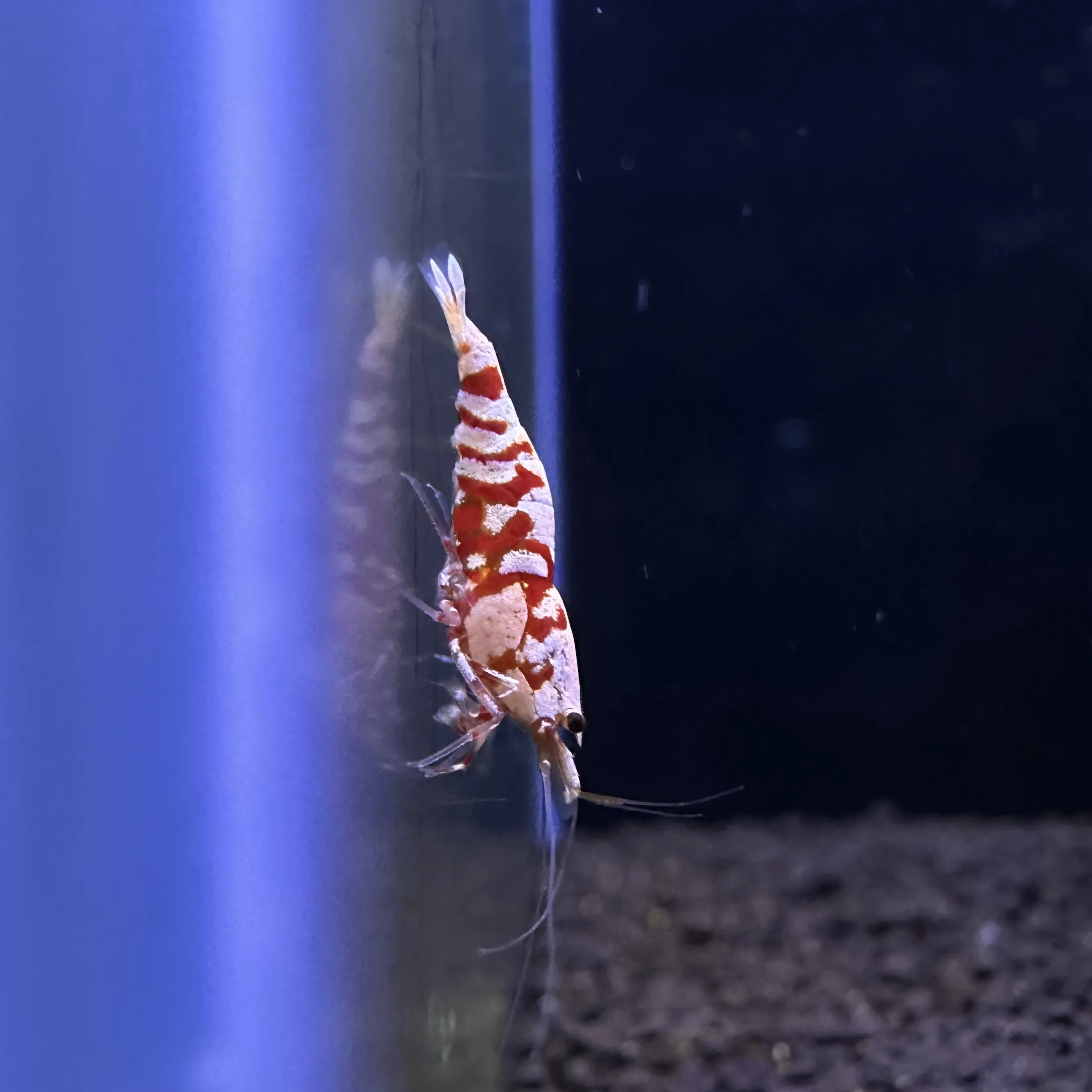 PRL Shrimp with intricate patterns