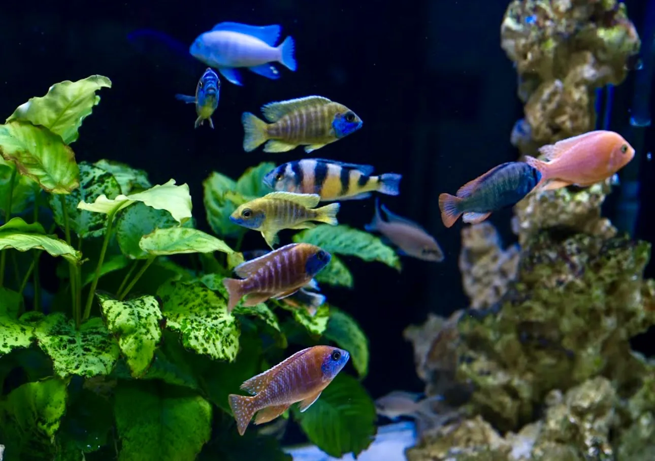 African Cichlid with vibrant colours and unique patterns