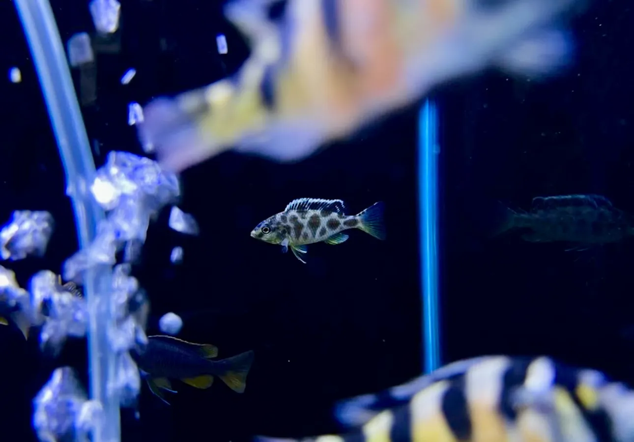 African Cichlid swimming with vibrant colours