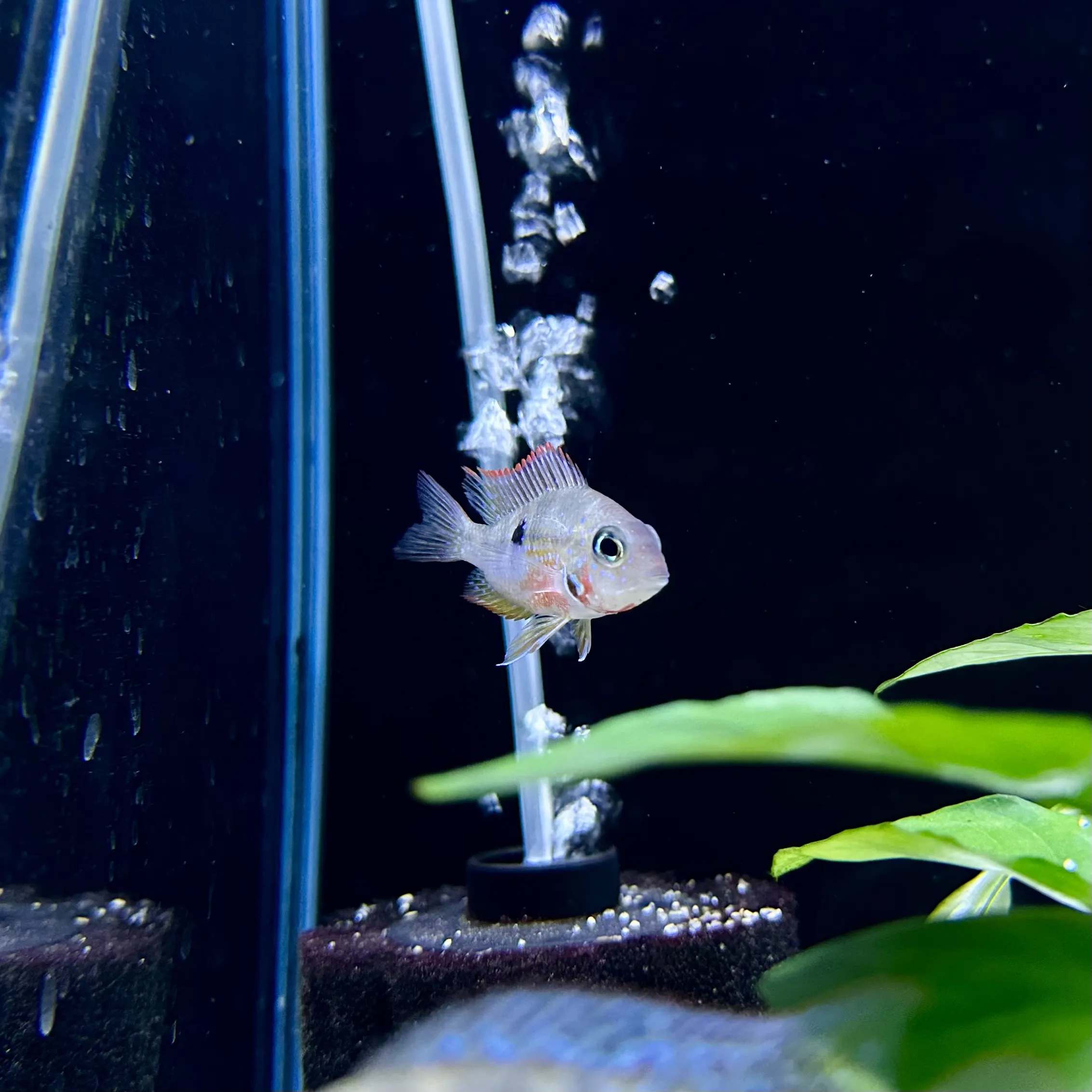 Placeholder image for American Cichlids