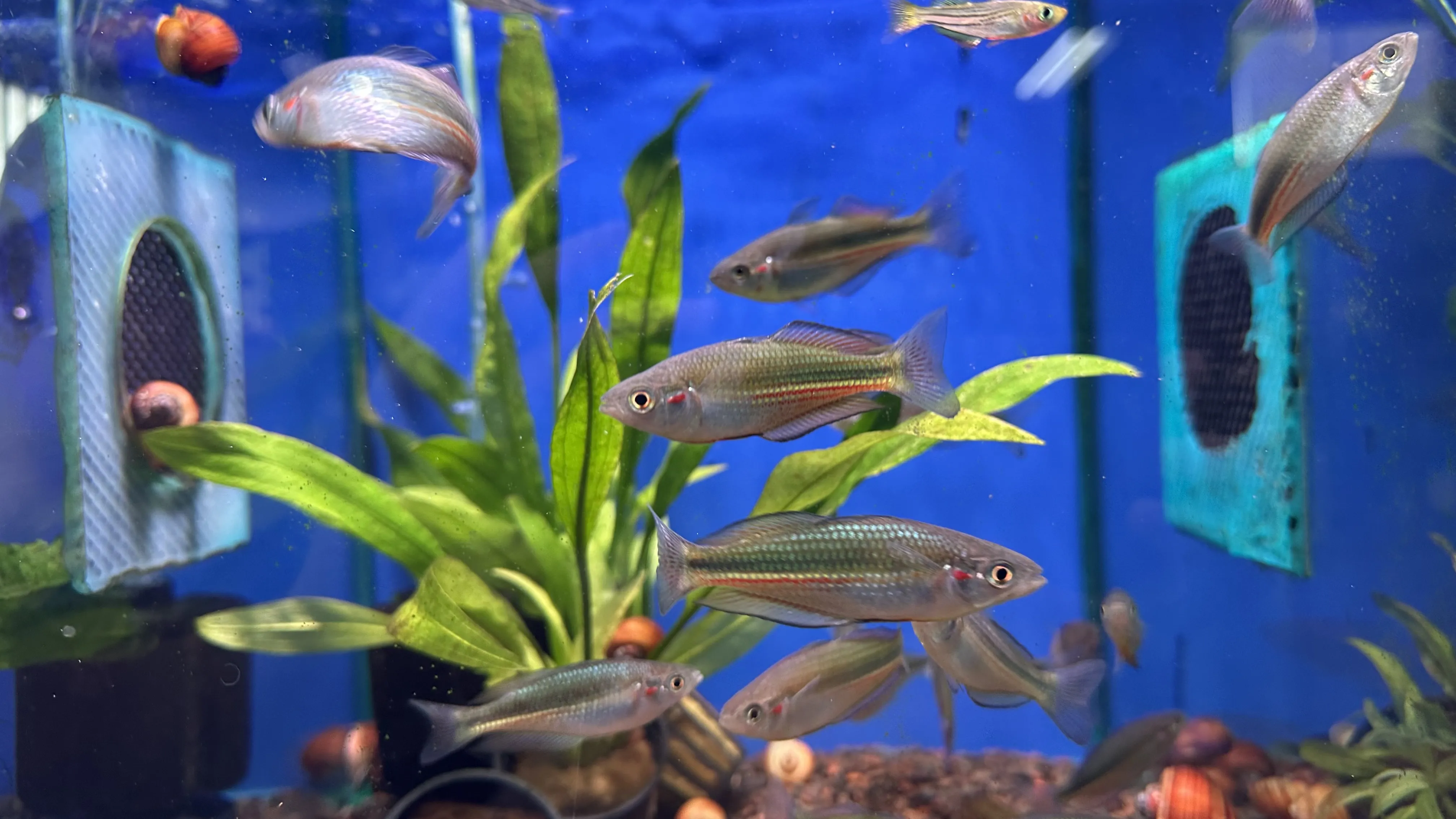 Placeholder image for Australian native fish