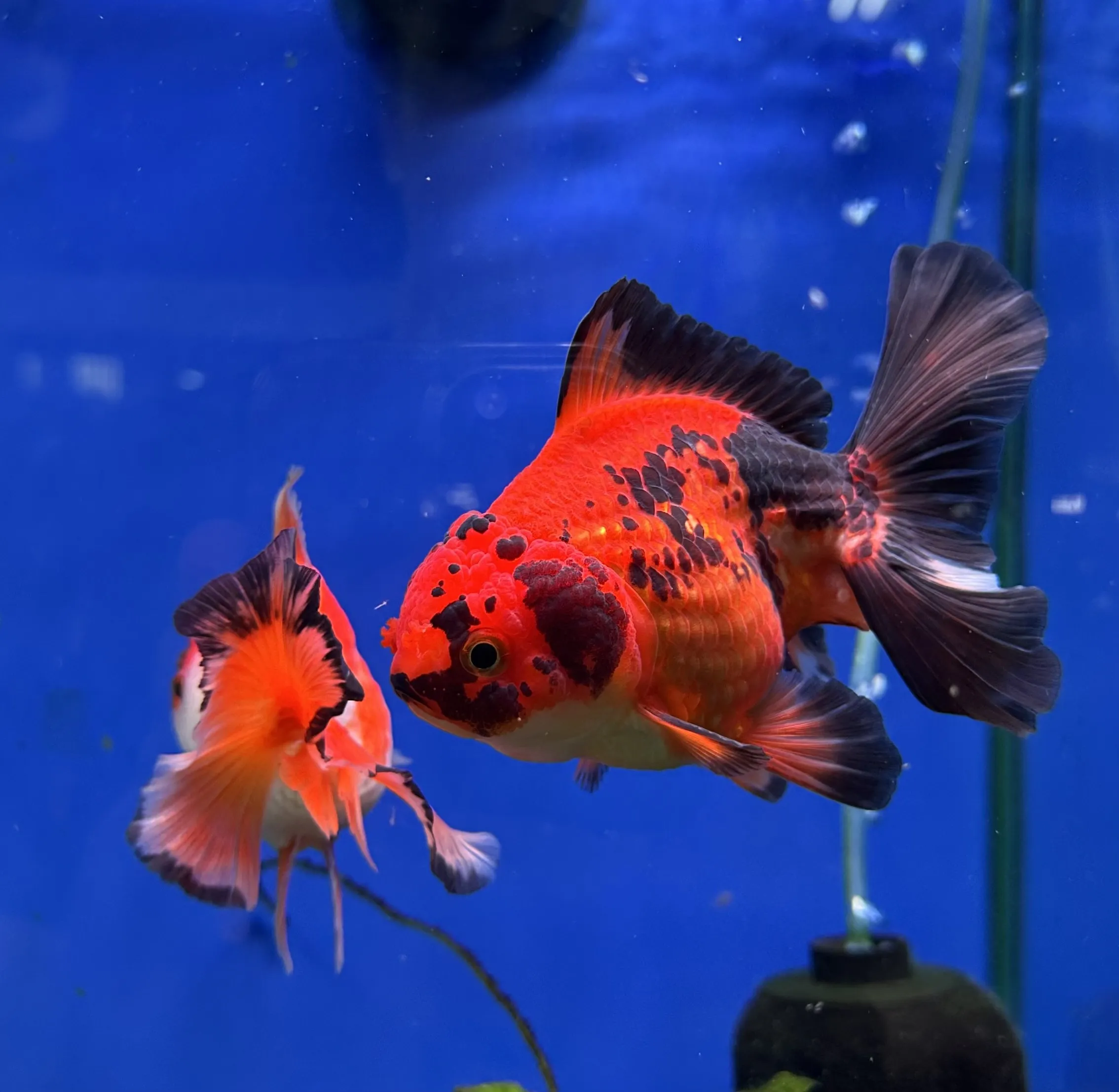 Placeholder image for Goldfish varieties