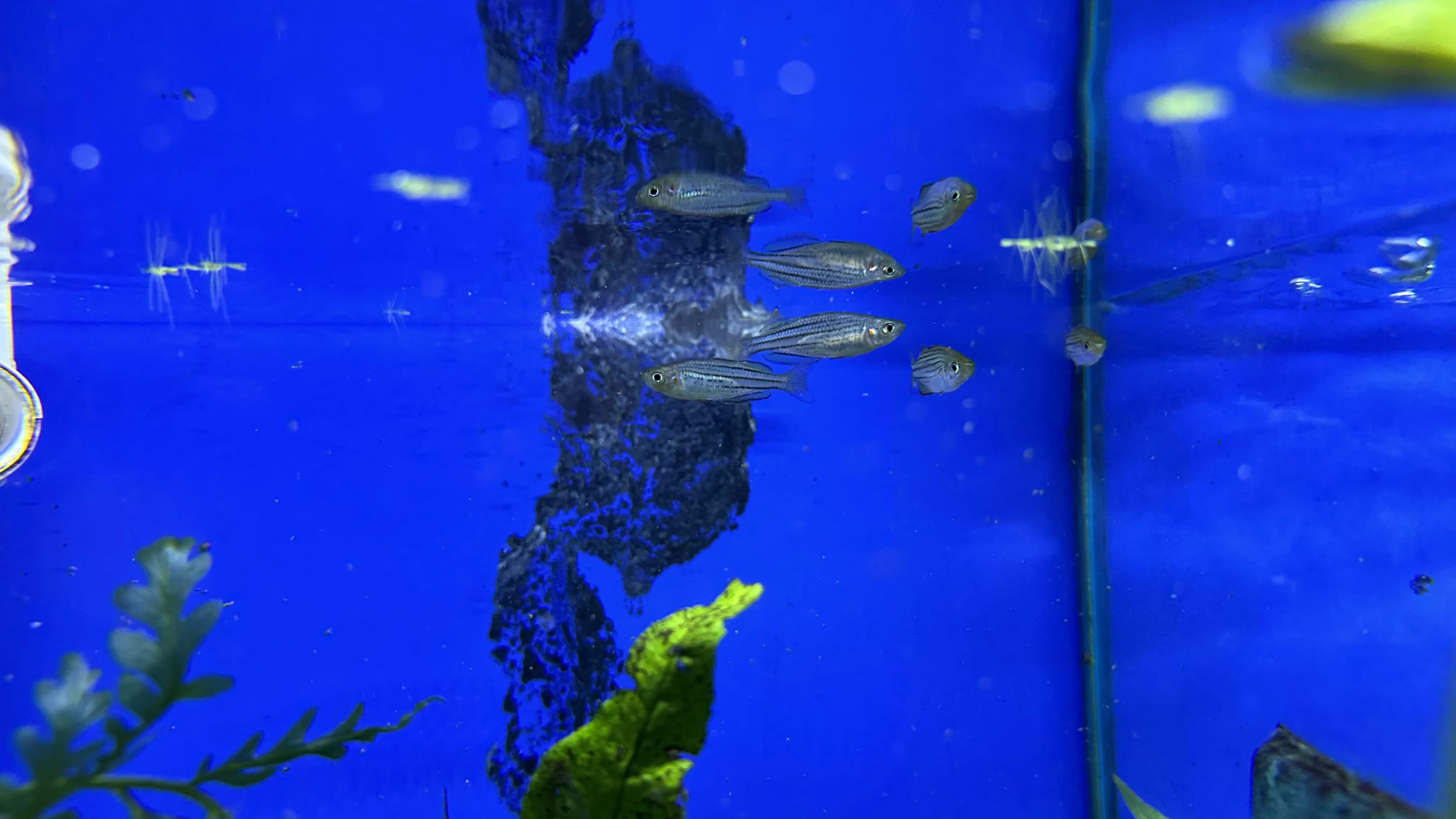 Placeholder image for colorful native fish