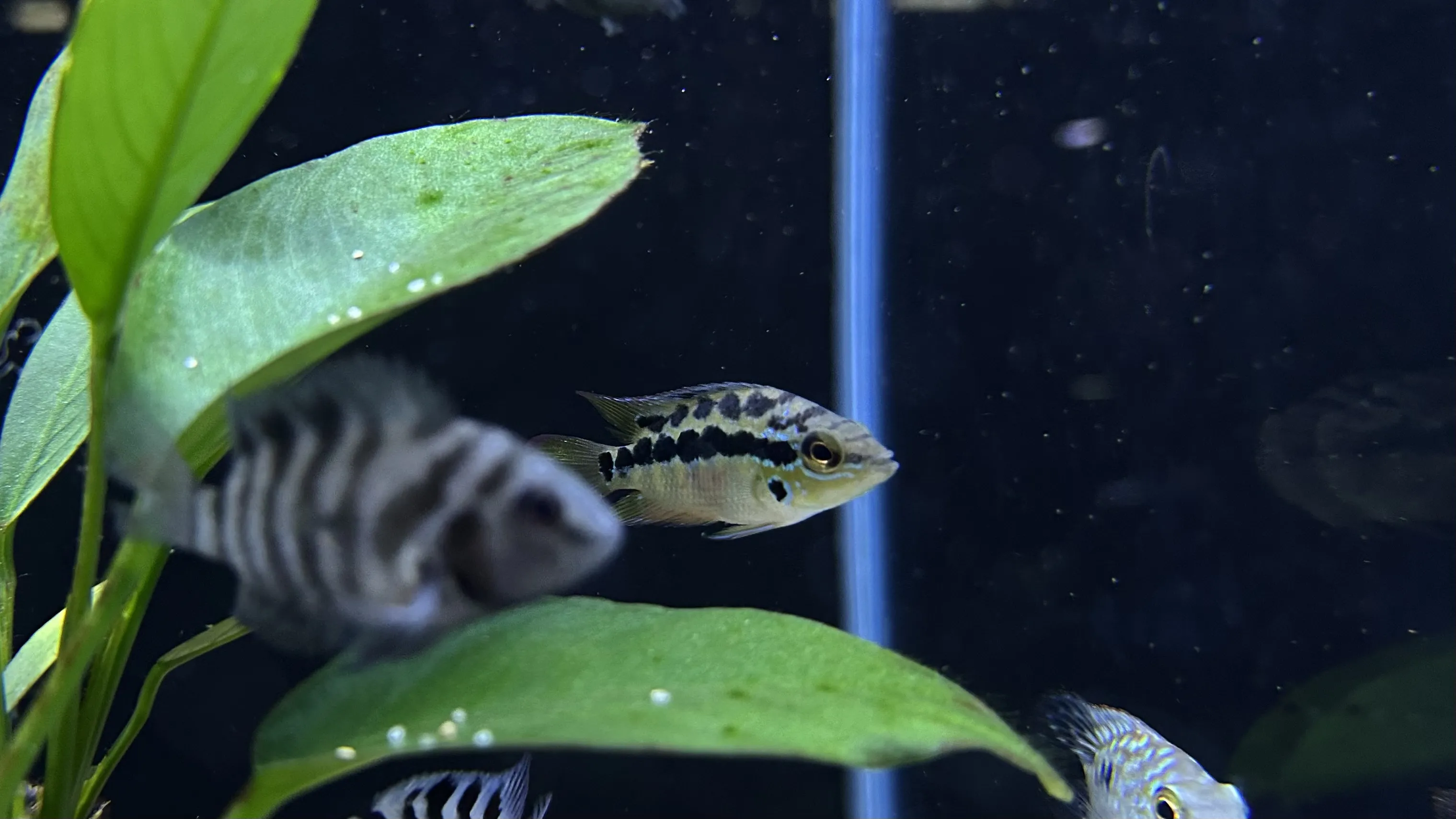 American Cichlid in freshwater aquarium