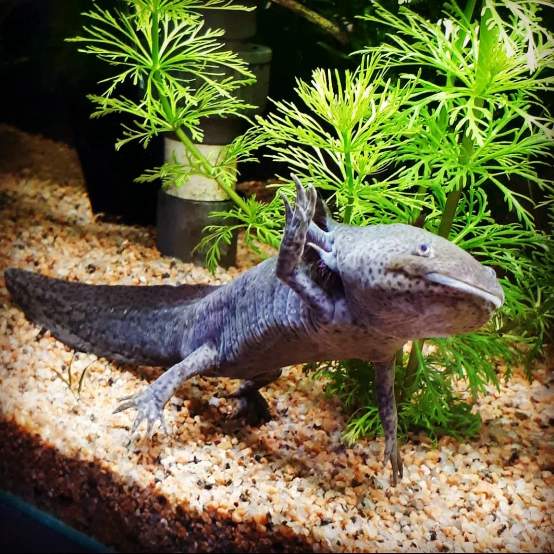 Placeholder image for Axolotl swimming