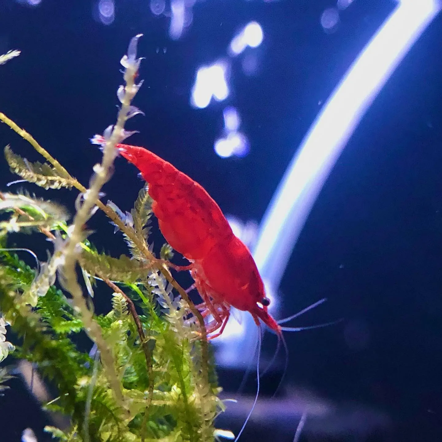 Bloody Mary Shrimp showcasing deep red coloration