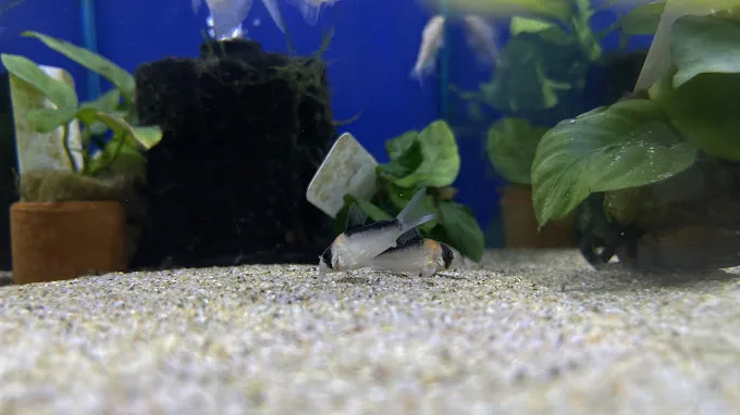 Cory Catfish, small and peaceful bottom-dwelling species