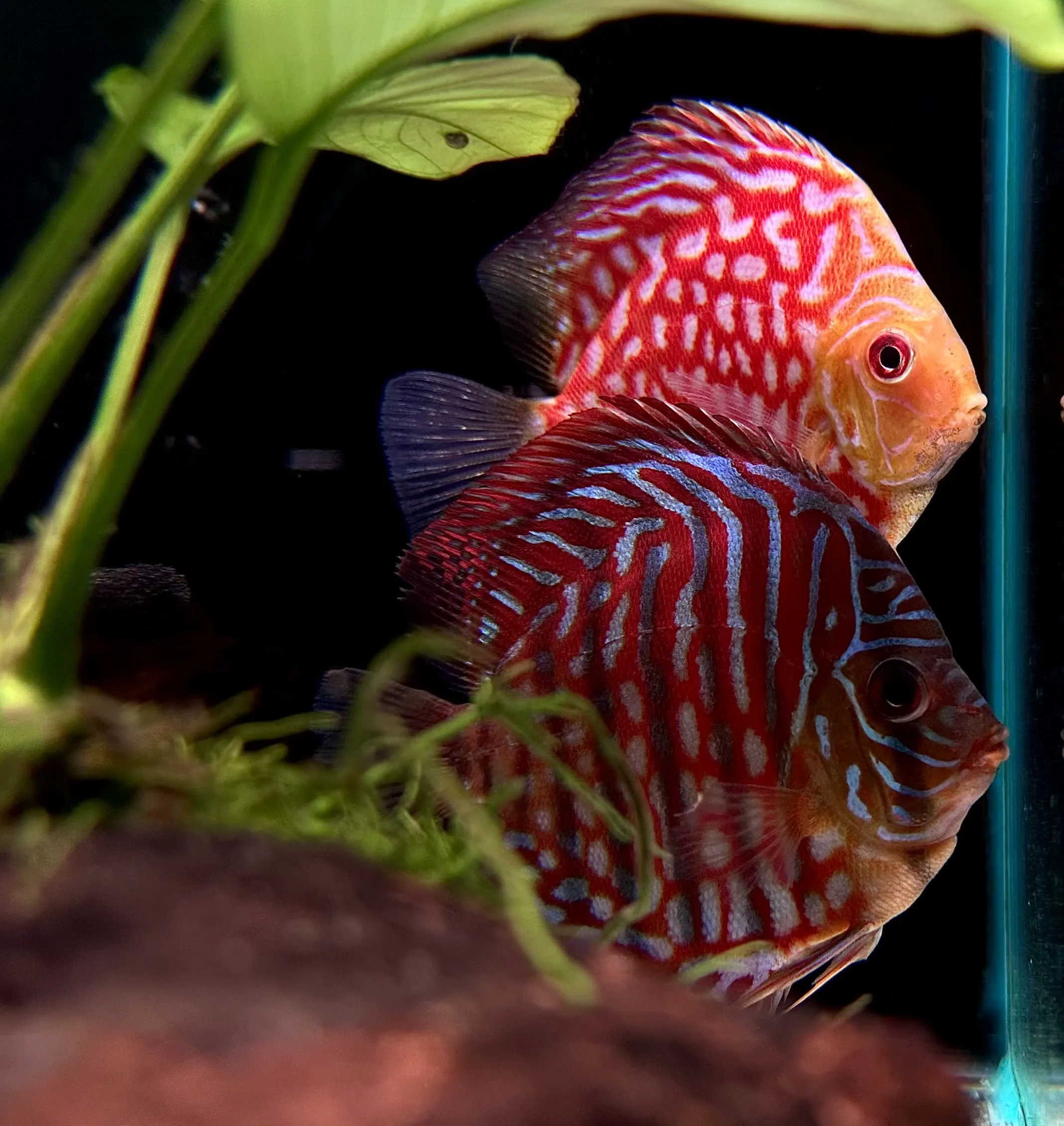 Discus Fish for freshwater aquariums