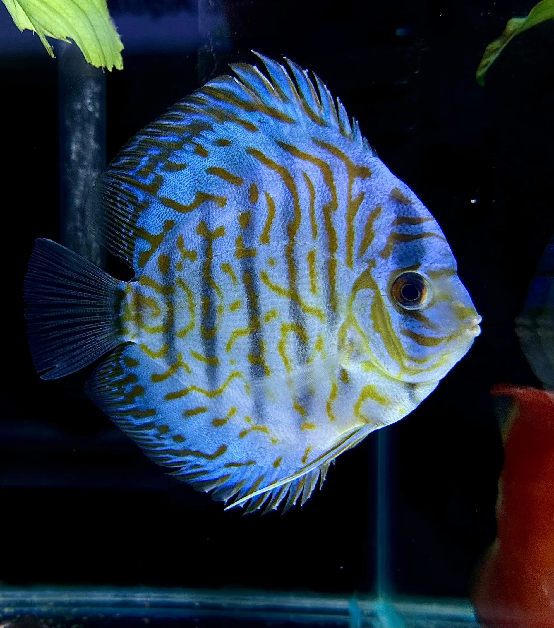 Display of vibrant Discus Fish