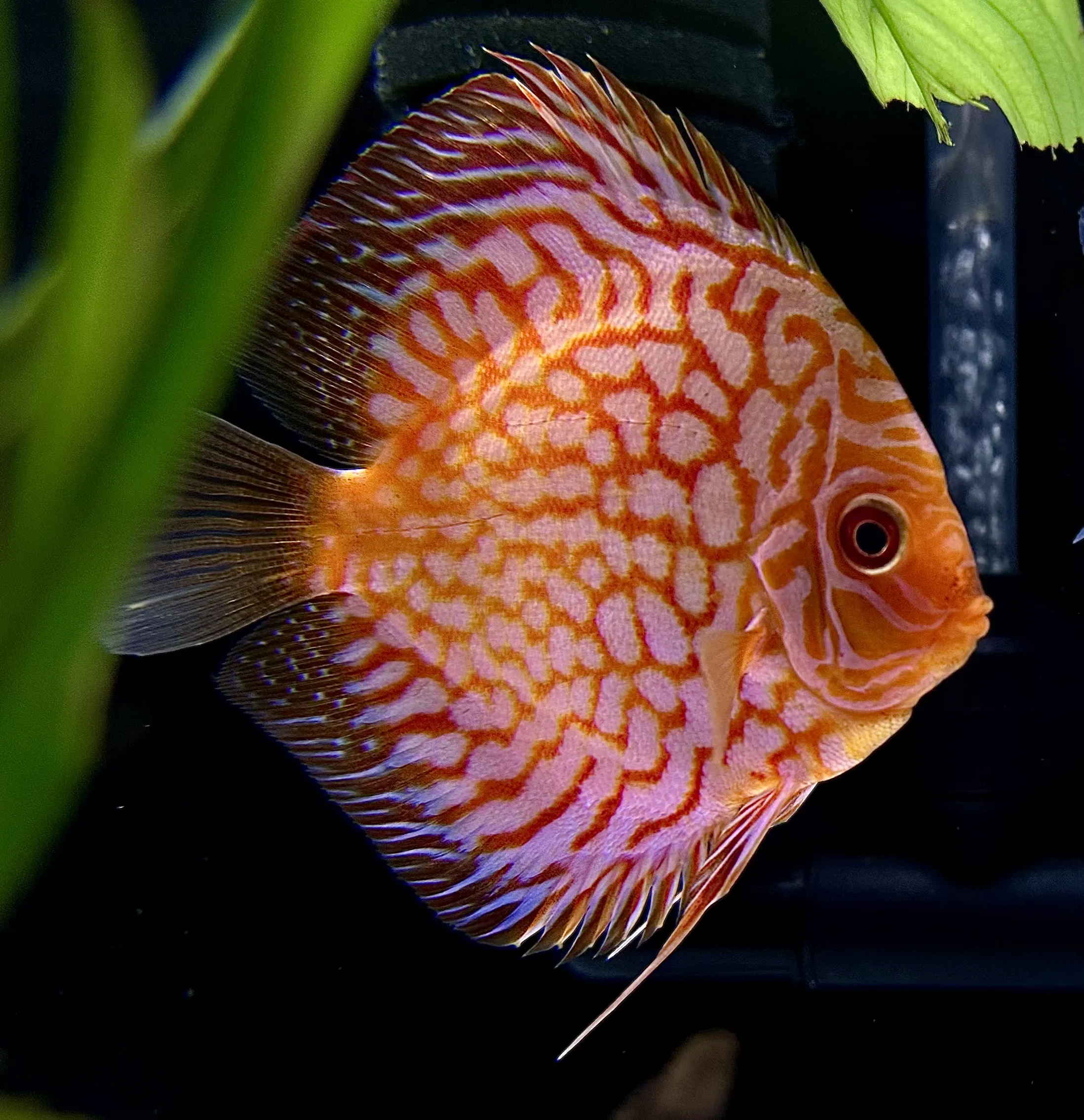 Discus Trio - Stunning Display of Discus Fish