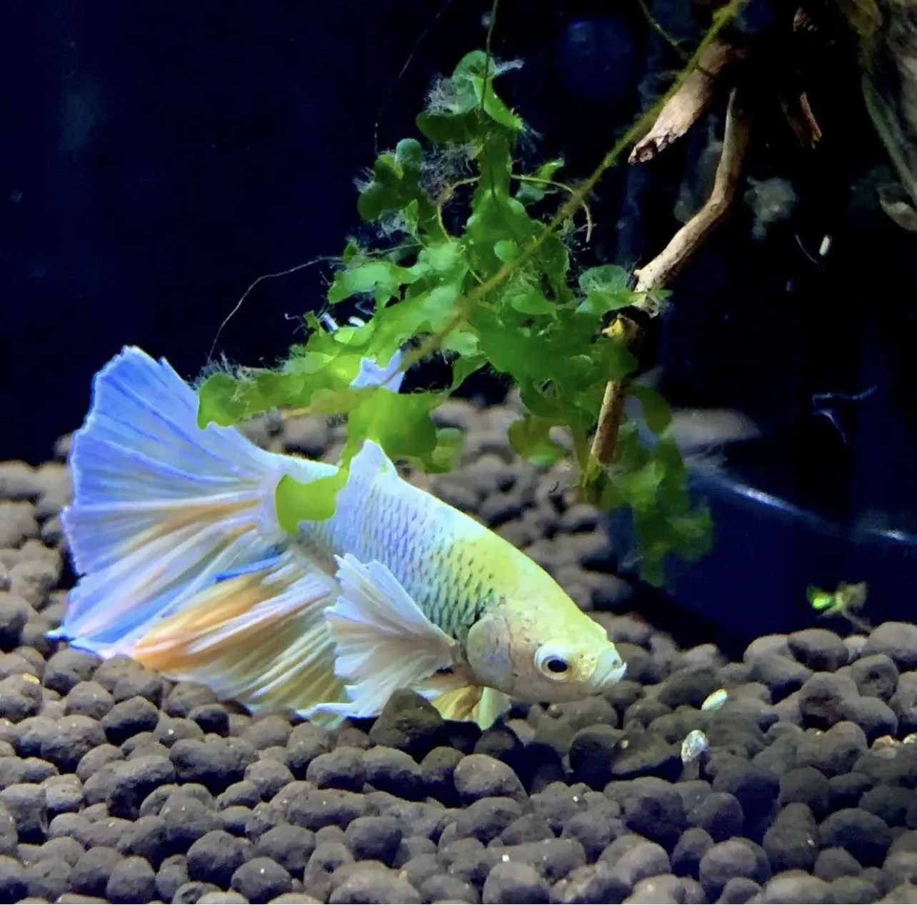 Betta fish with vibrant colours and flowing fins