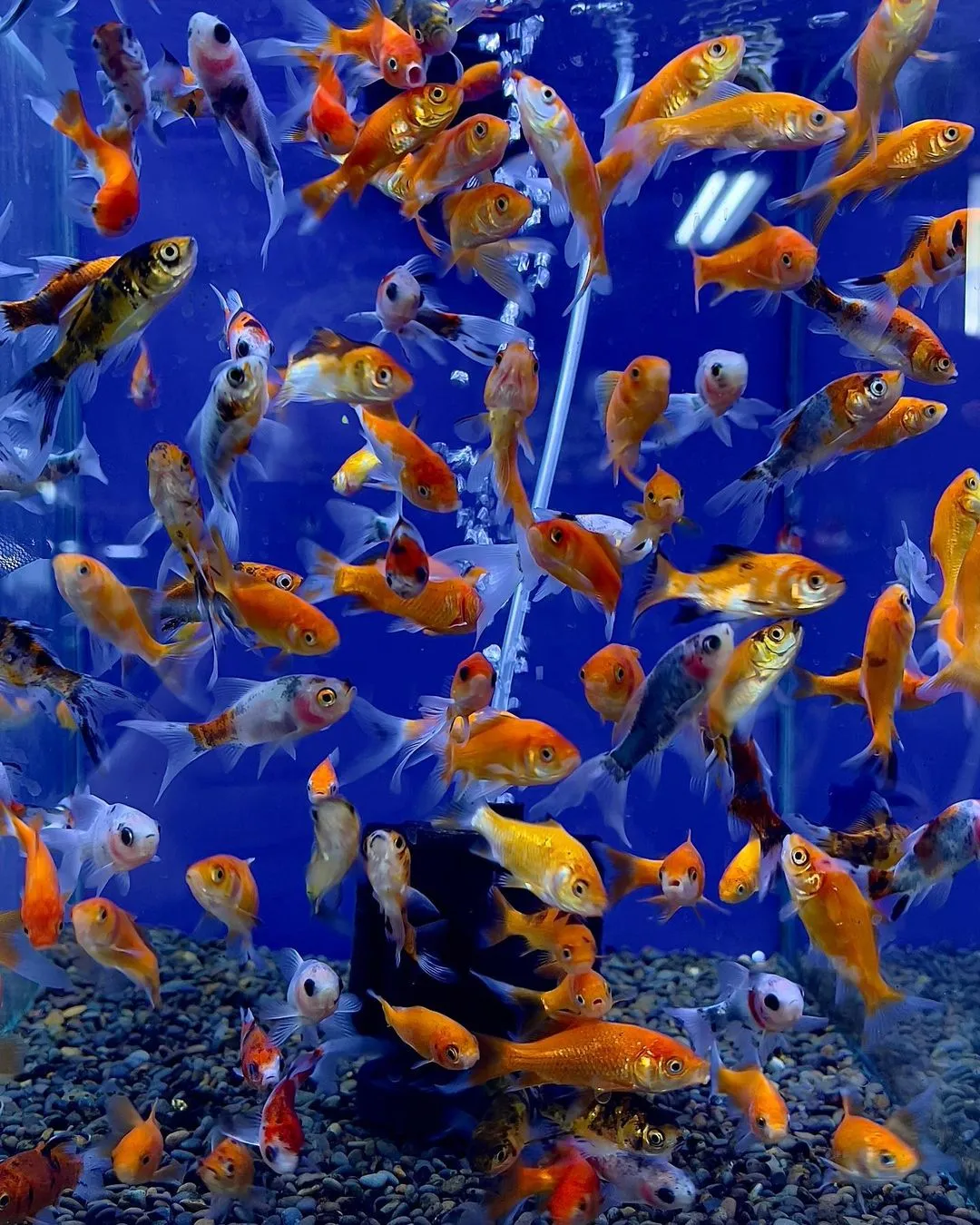 School of Goldfish in a freshwater tank