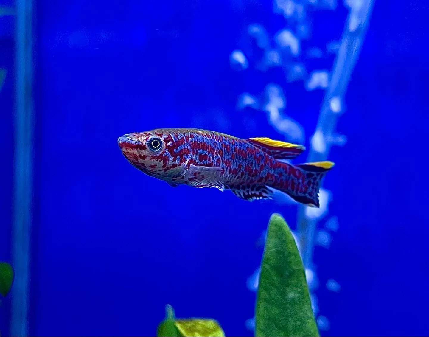 Killi Fish tropical aquarium fish with unique colours