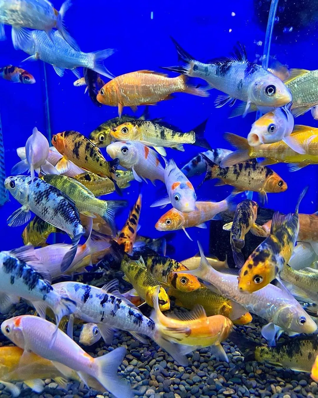 Placeholder image for Koi fish