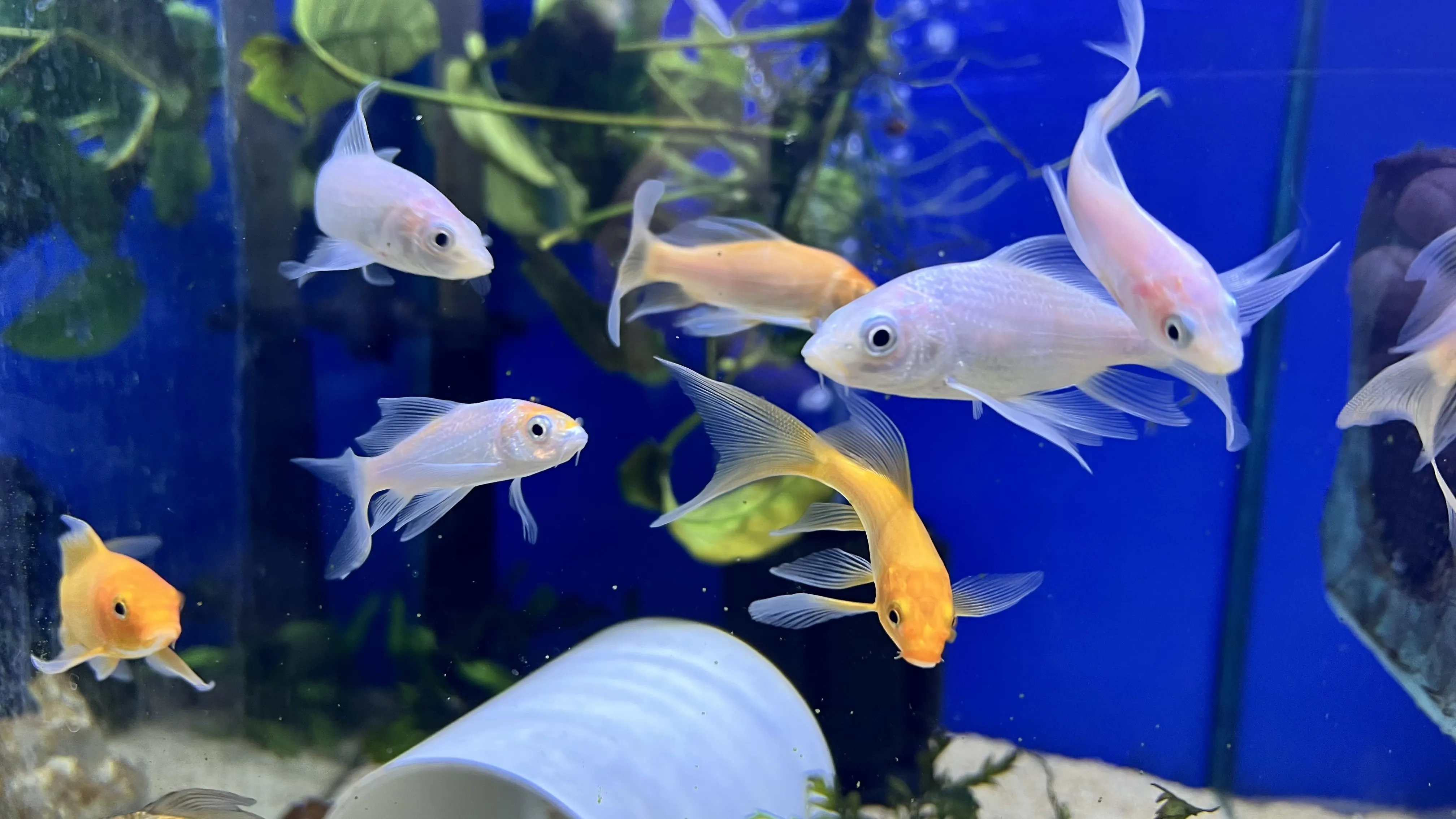 Placeholder image for Koi fish swimming gracefully