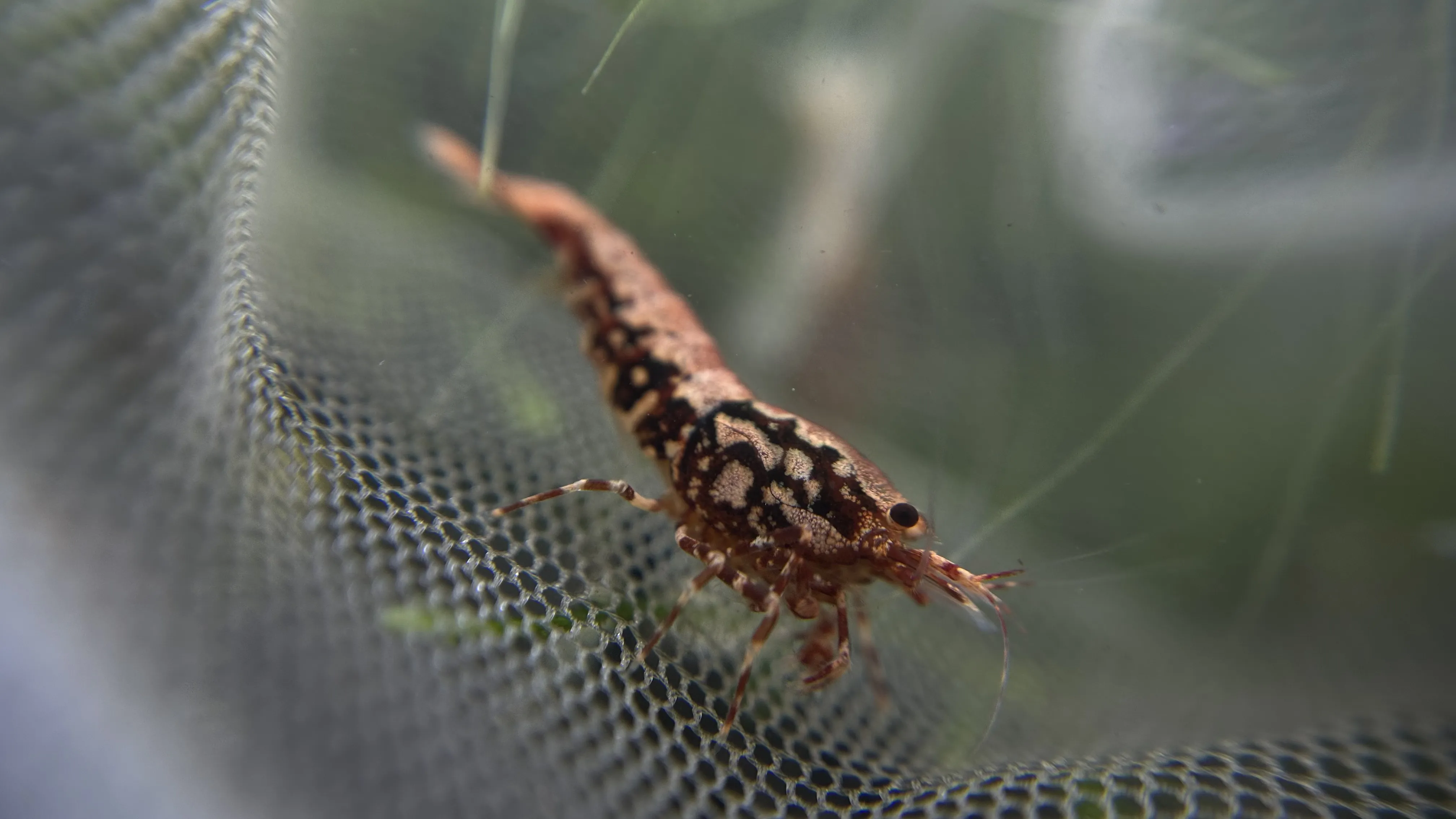 Rose Gold Boa Shrimp with vibrant color