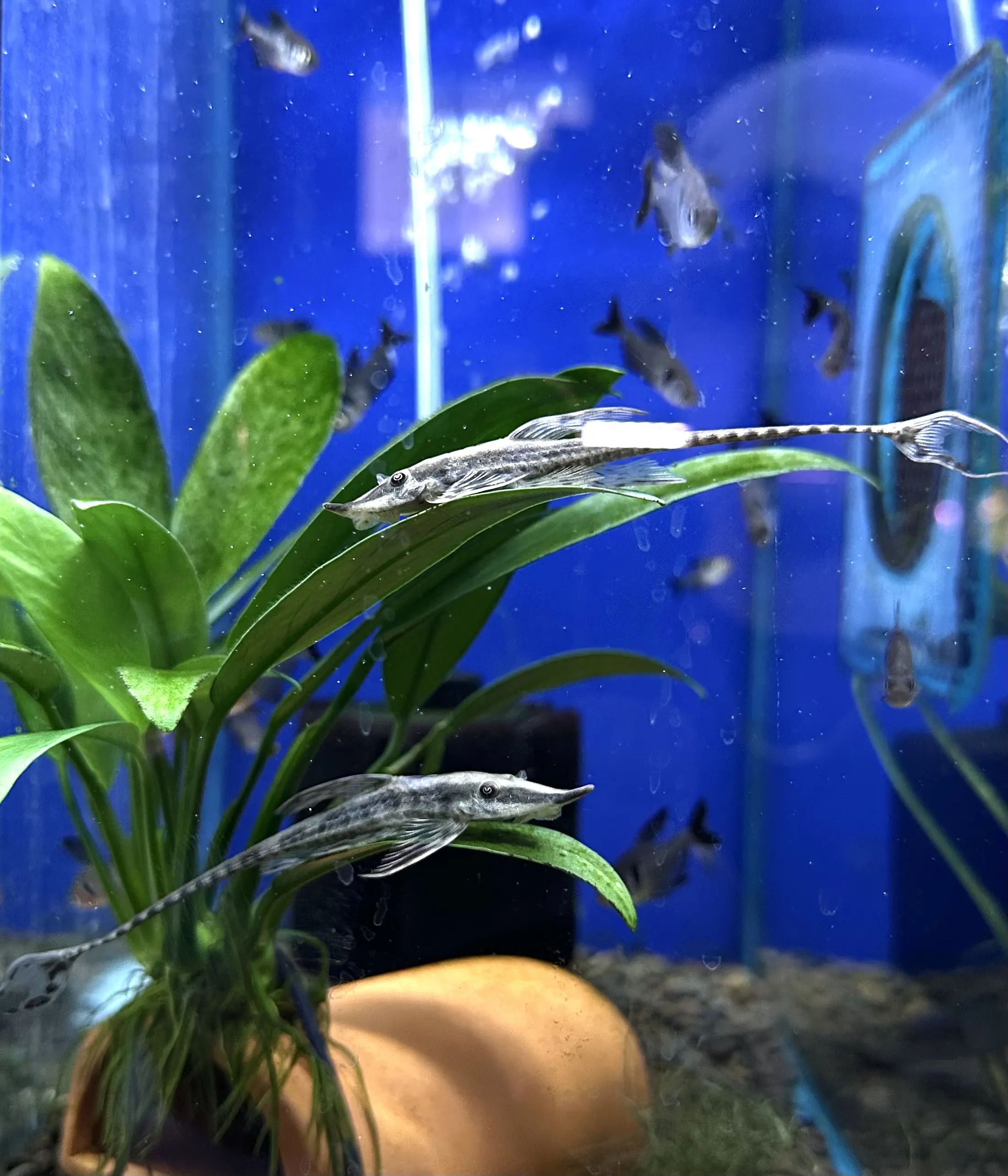Whiptail Catfish with elongated body and unique tail structure